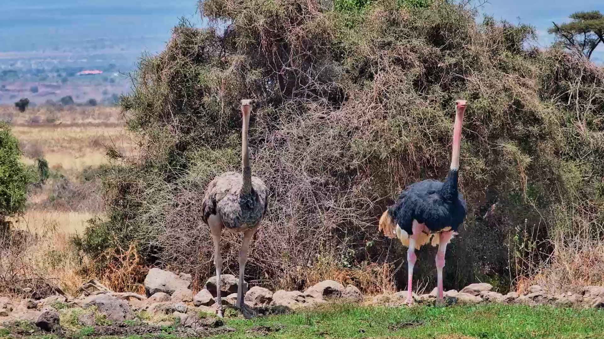 Ostrich Couple Enjoys a Waterhole Date