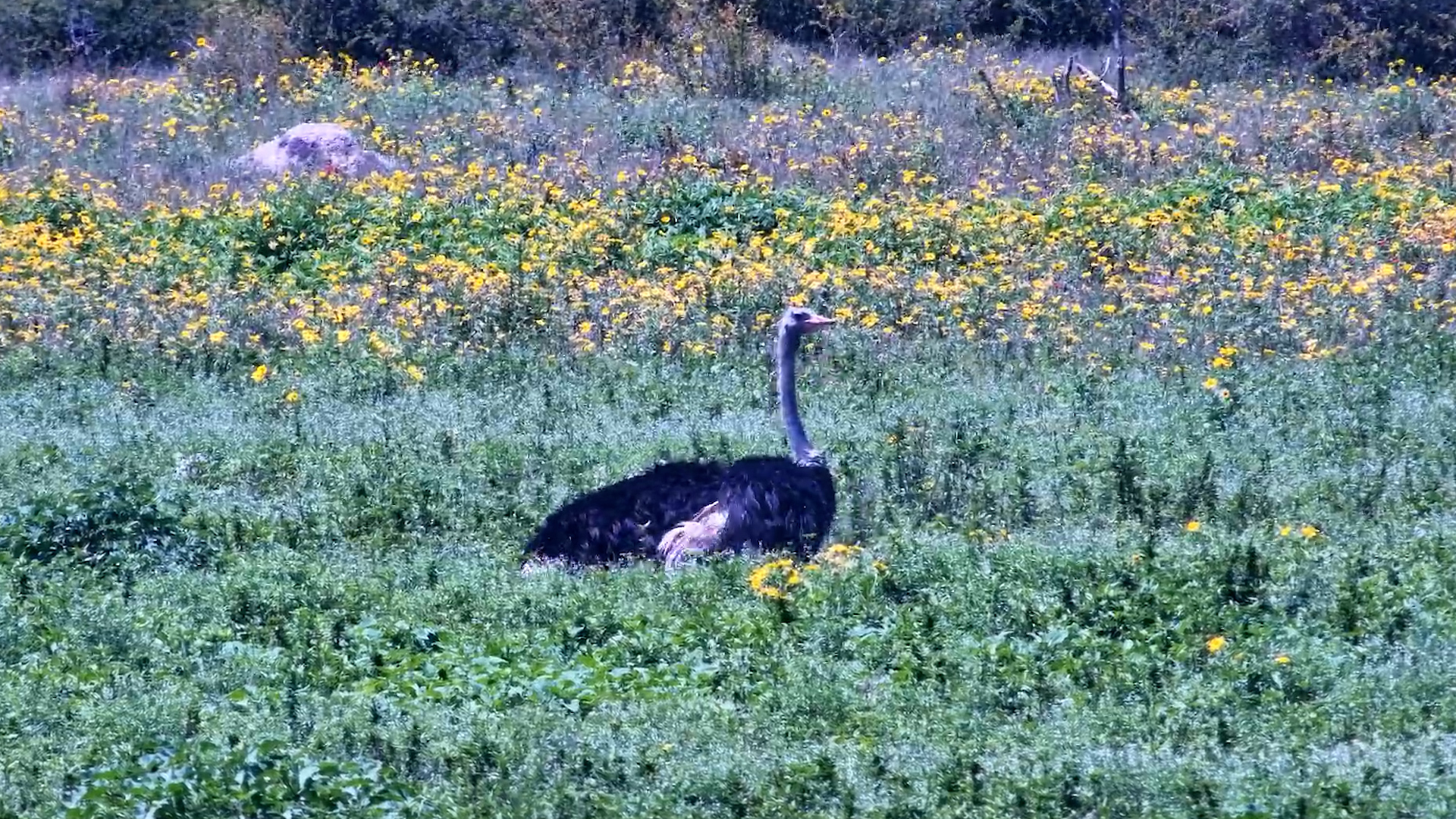 Ostriches Take a Break at Tau