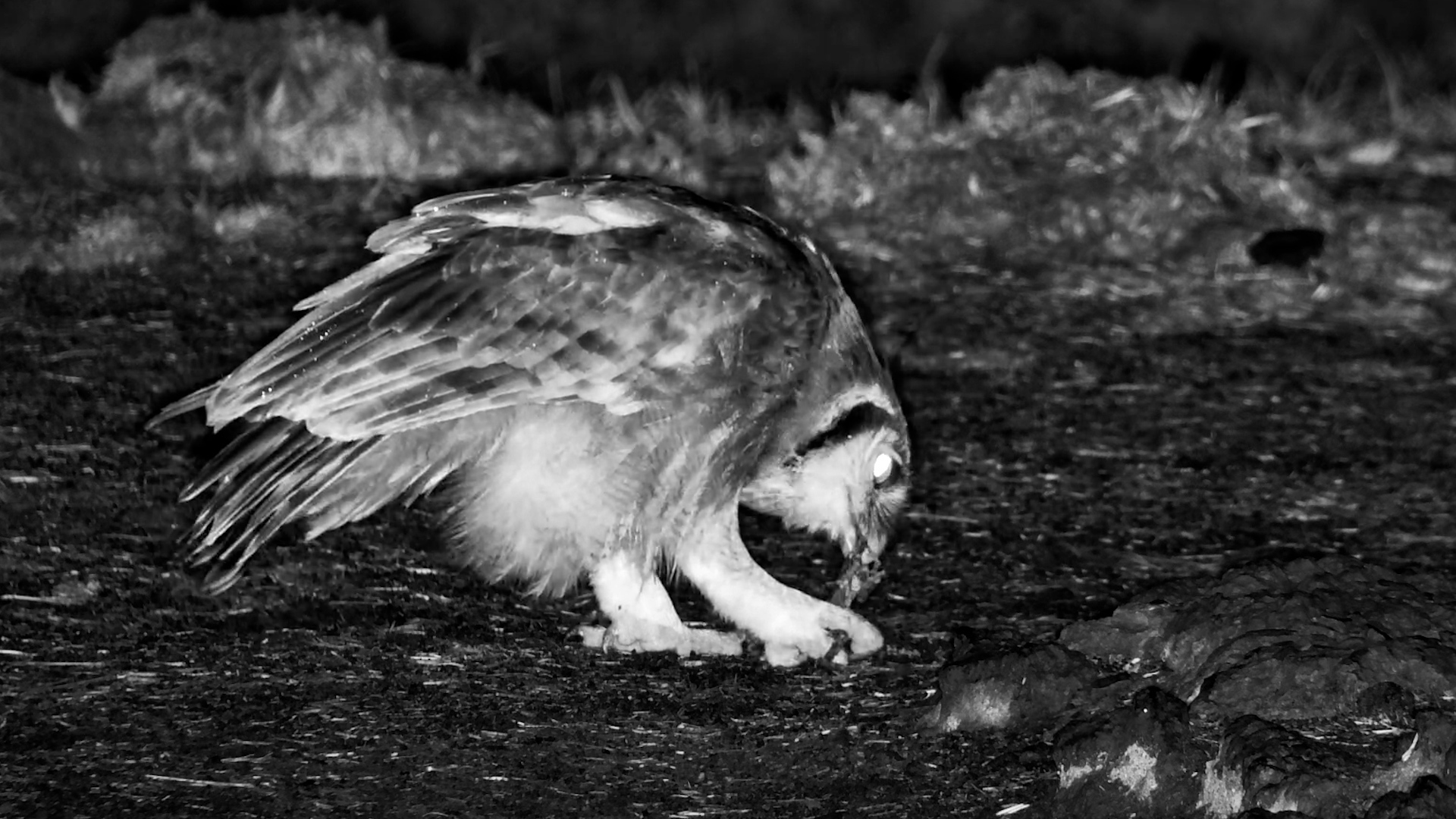 Verreaux’s Eagle-Owl Catches Frogs in the Dark