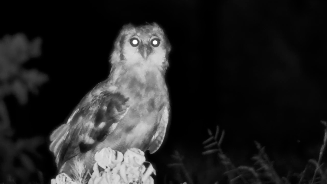 Ground Watch: Verreaux’s Eagle-Owl Explores the Night