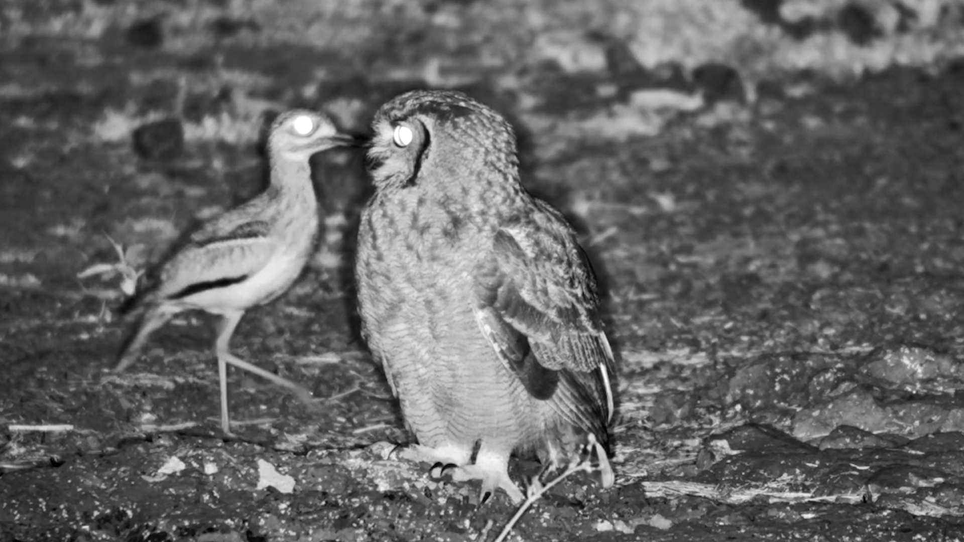Spotted Eagle-Owl Under Watchful Eye