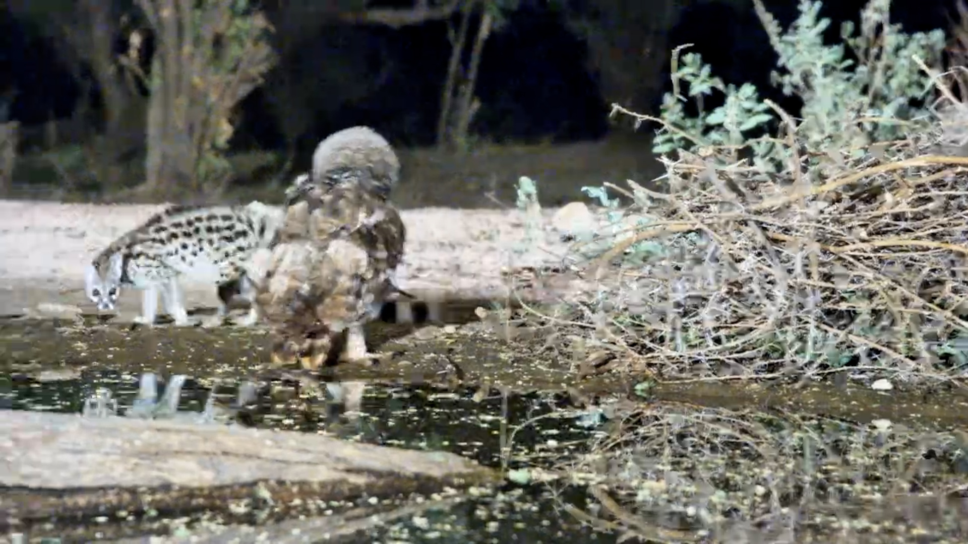 Cheeky Genet Picks a Fight with an Owl