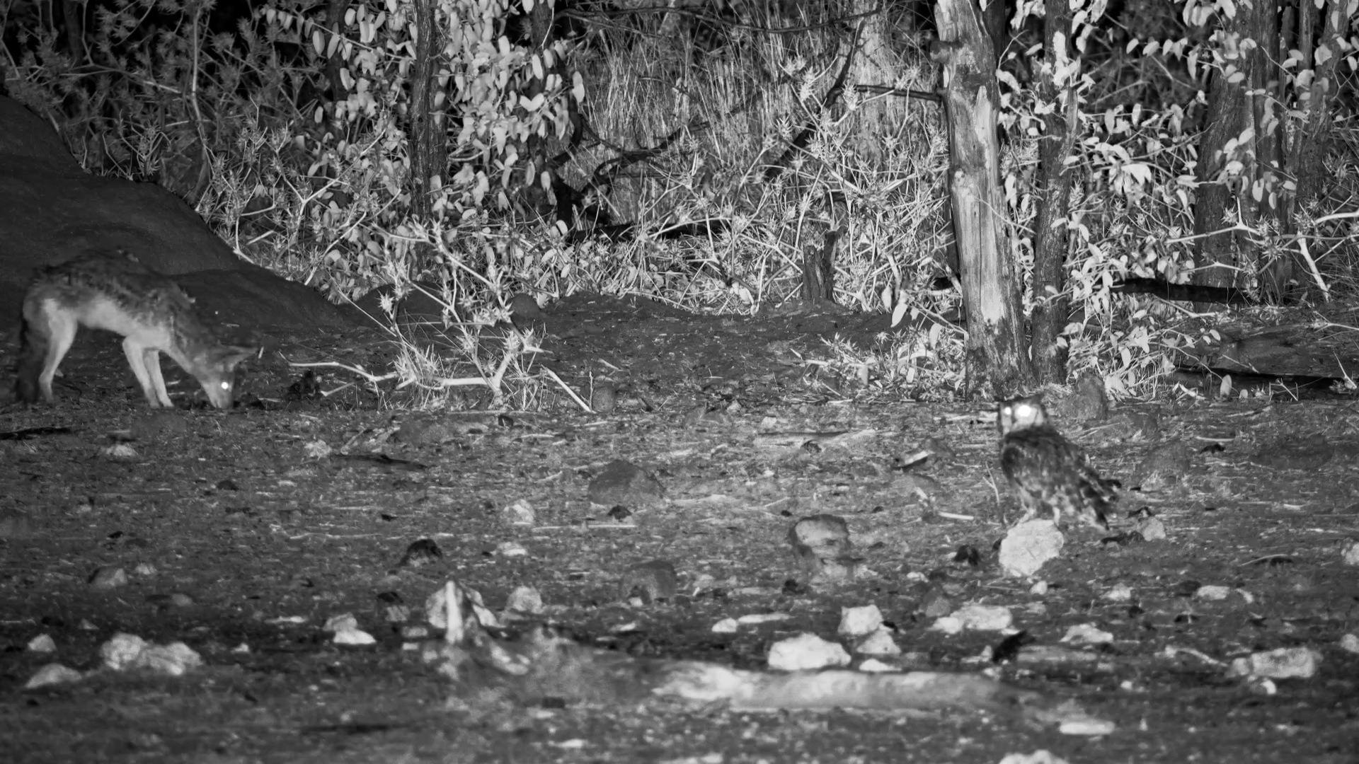 Spotted Eagle-Owl & Jackal Hunting Insects