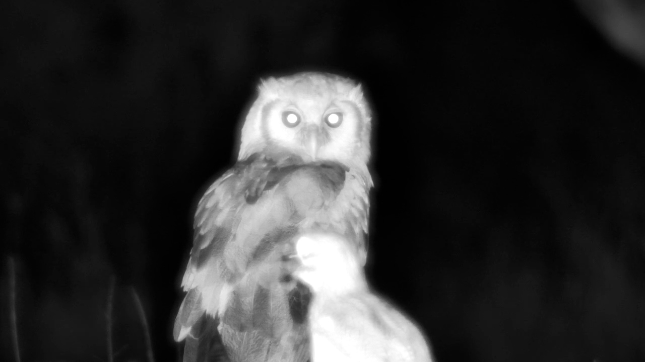 Verreaux’s Eagle-Owl Checks Out Kings Camp at Night
