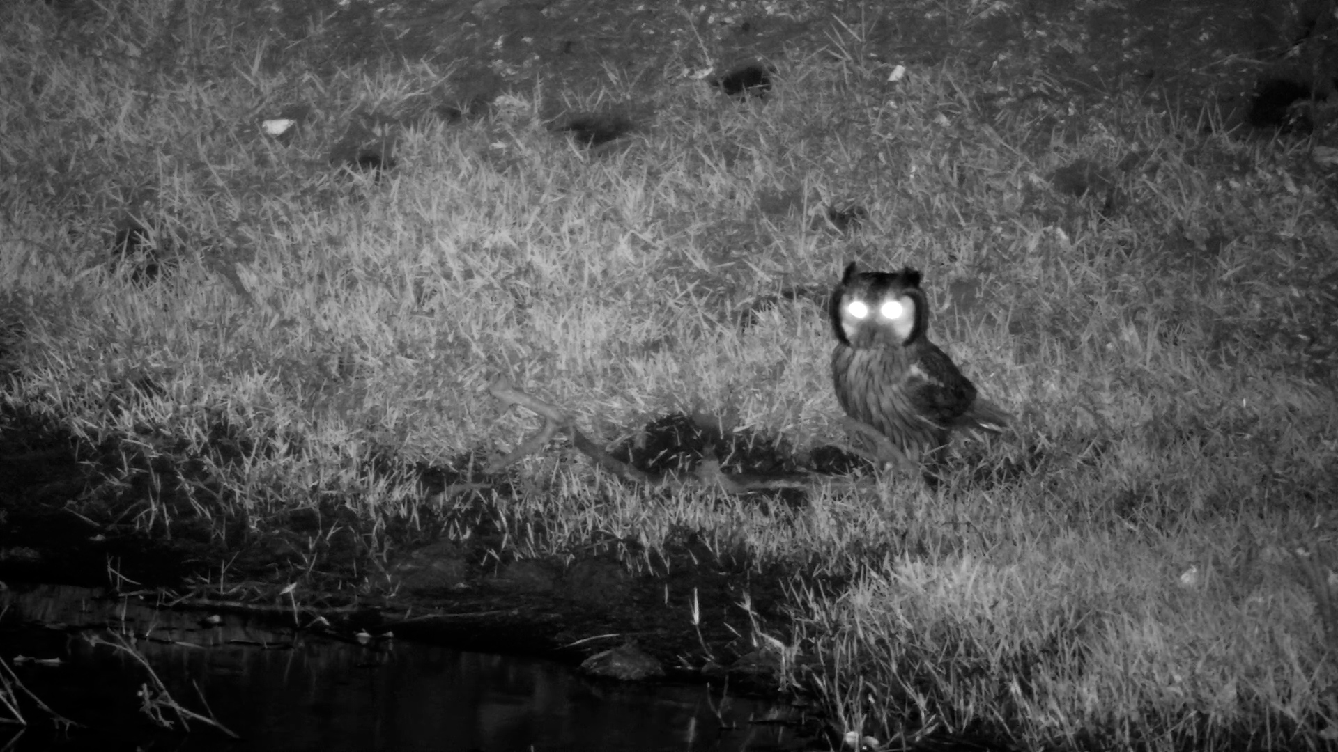 Southern White-Faced Owl Surveys the Waterhole at Night