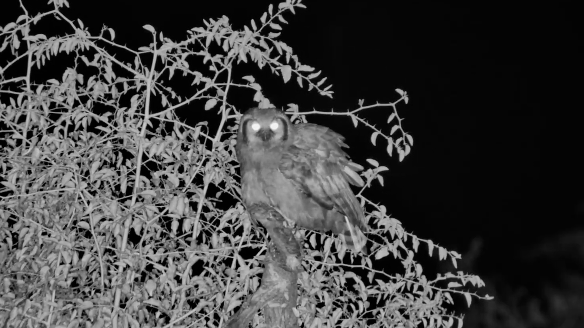 A Giant Eagle-Owl Is Calling in the Darkness