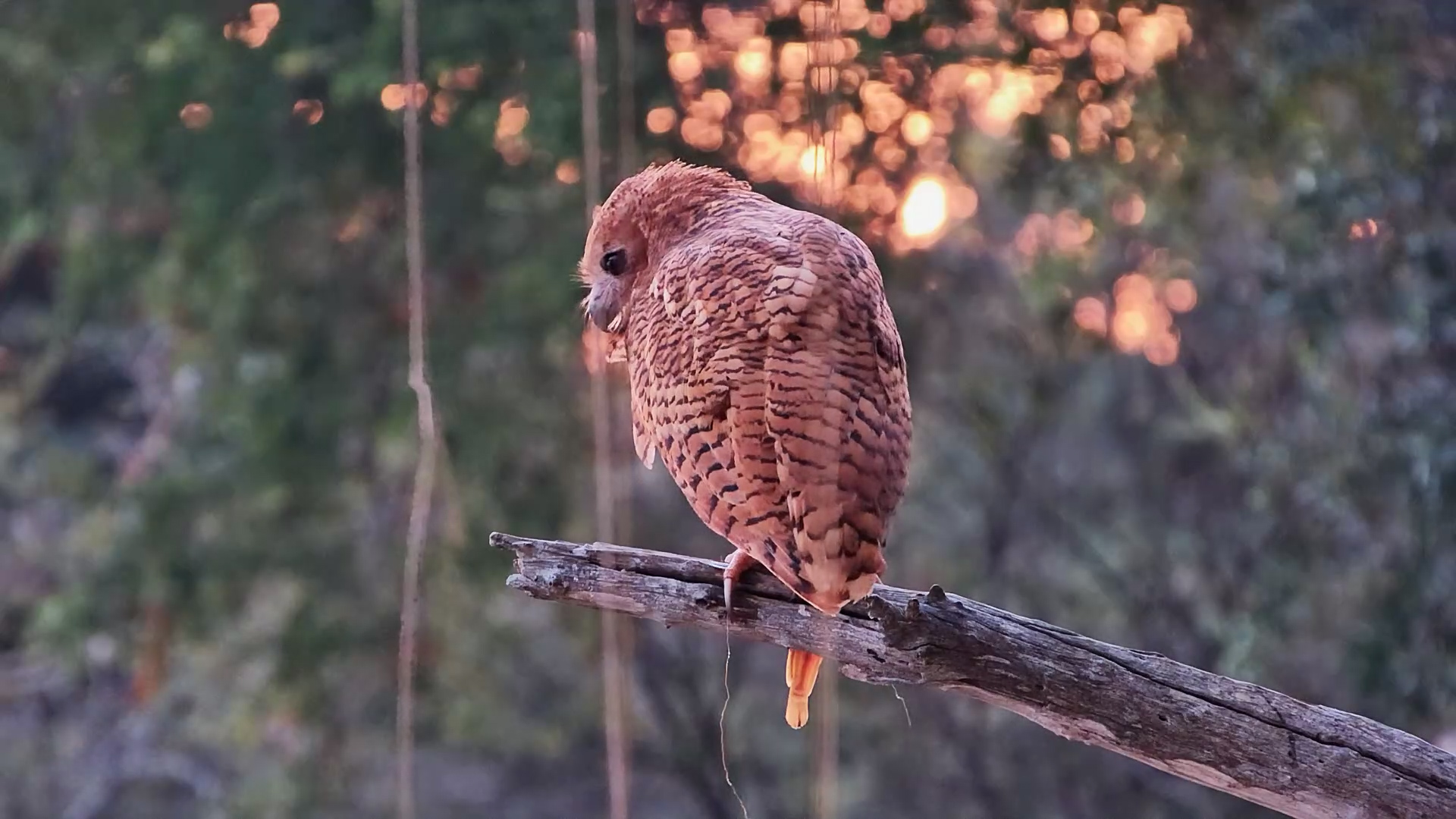 A Rare Sight in the Day | Pel’s Fishing Owl