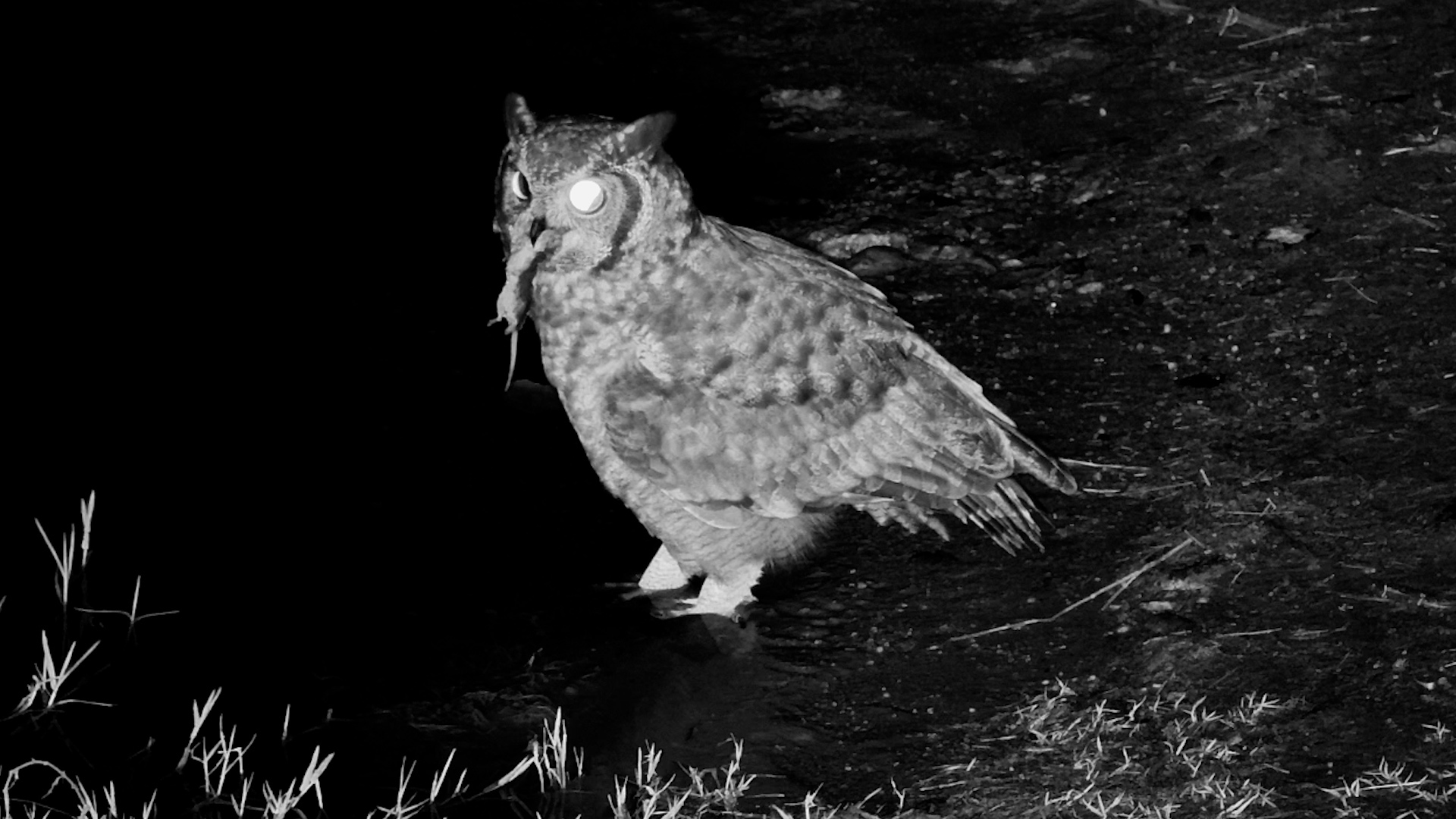 Owl Seemed to Be Playing With Its Food