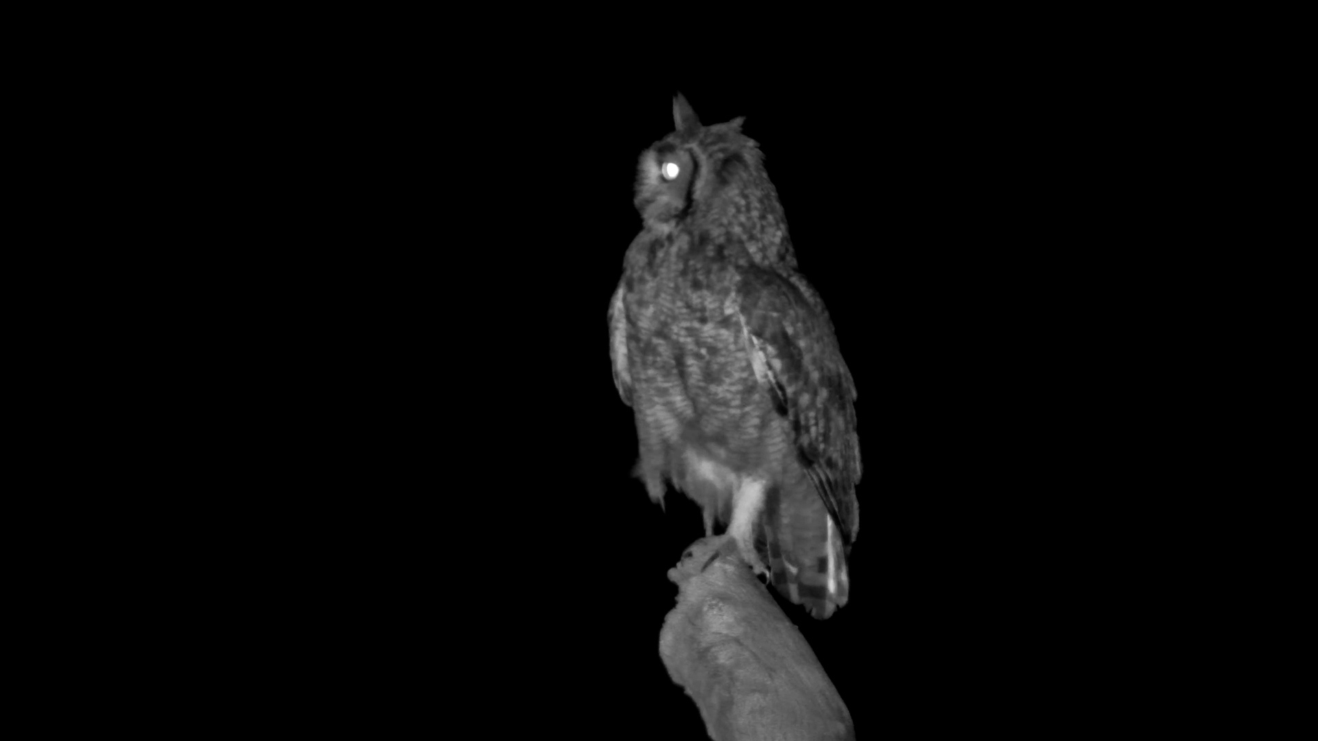 Verreaux’s Eagle-Owl Appears at Safarihoek