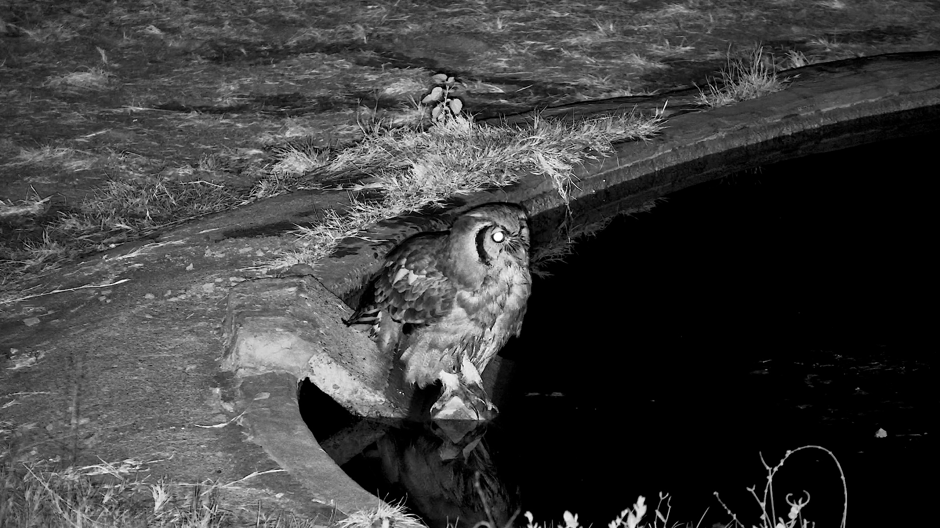 A Verreaux’s Eagle Owl Came Down for a Drink at Night