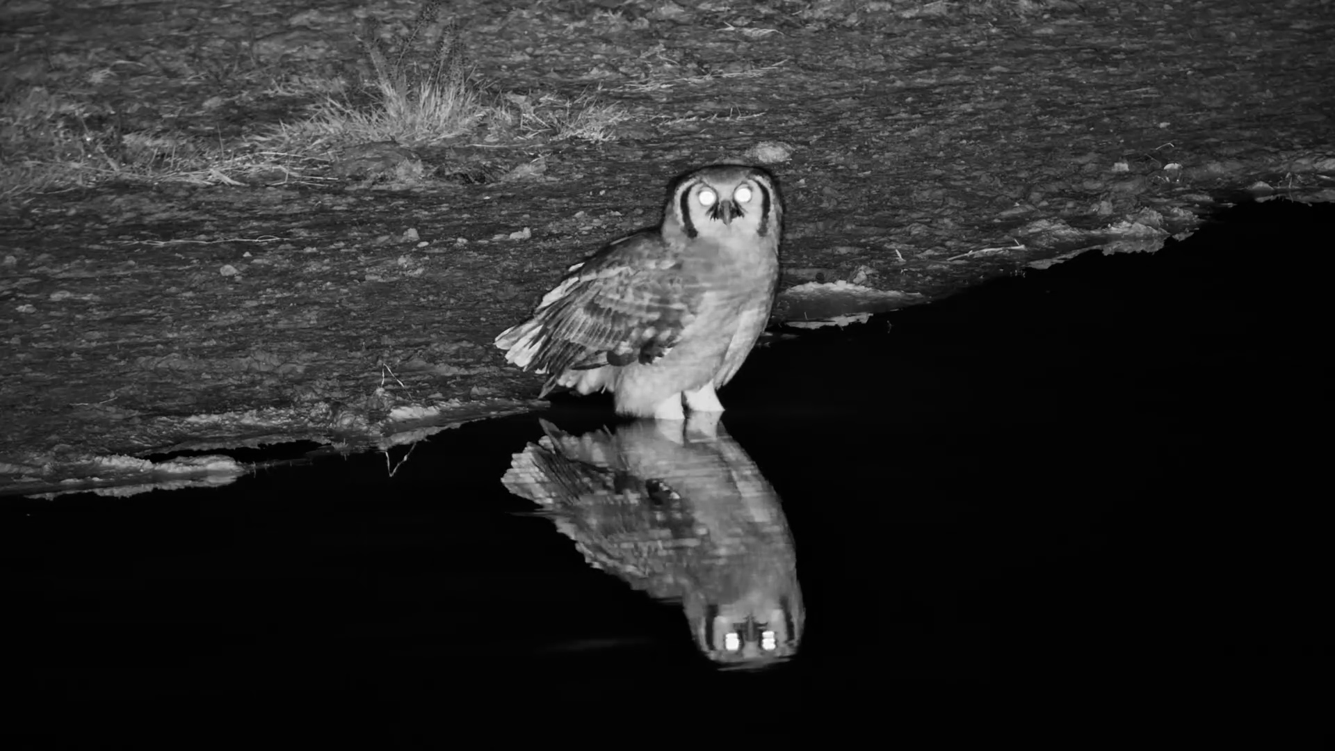 Verreaux’s Eagle-Owl Drinking