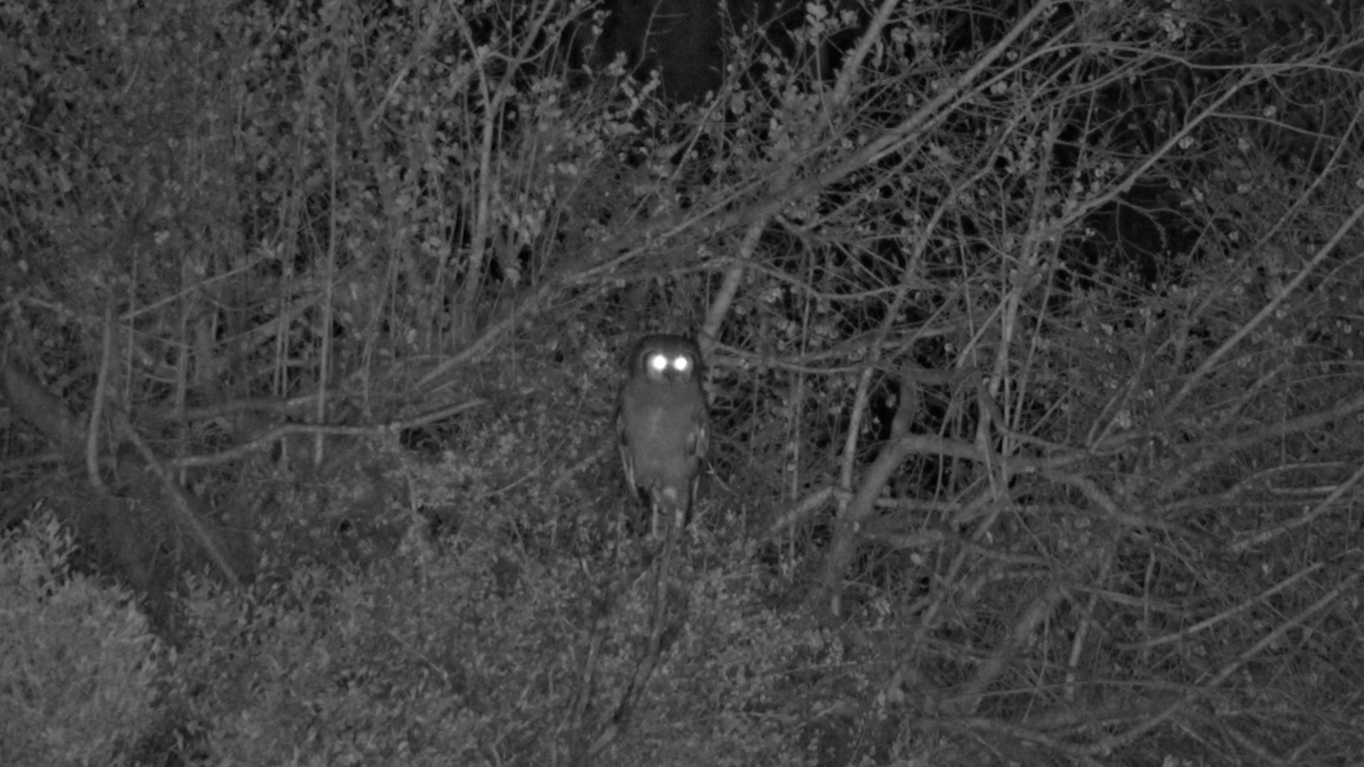 The Silent Guardian of the Night