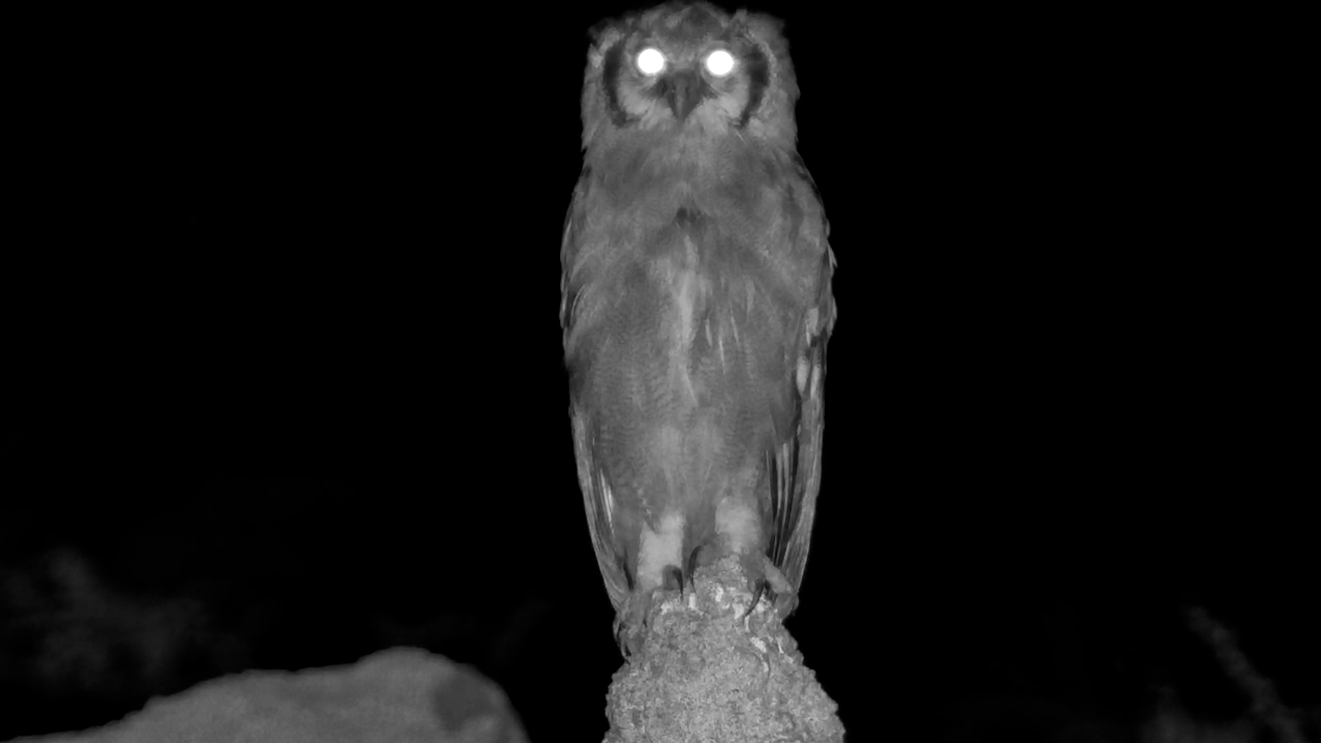 Verreaux’s Eagle-Owl on Watch