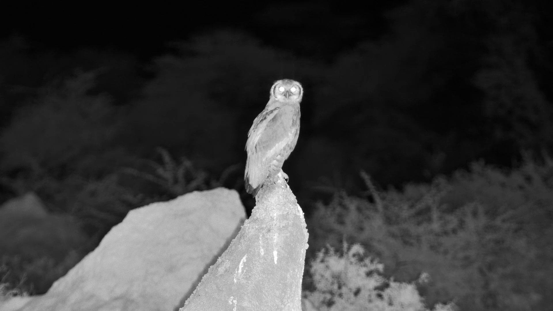 Verreaux’s Eagle-Owl Hunting at Night