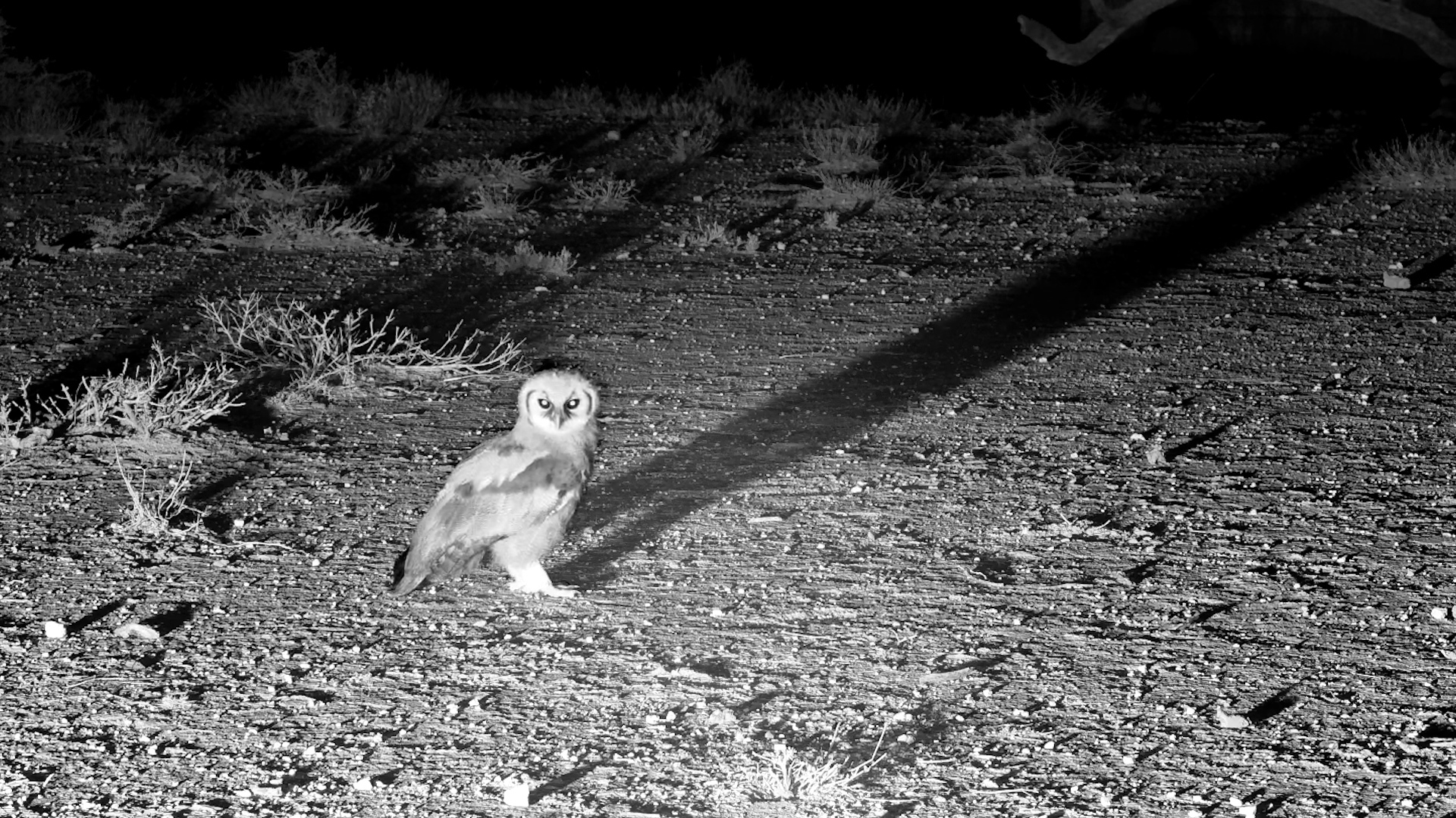 Verreaux’s Eagle Owl Hunts for Snacks