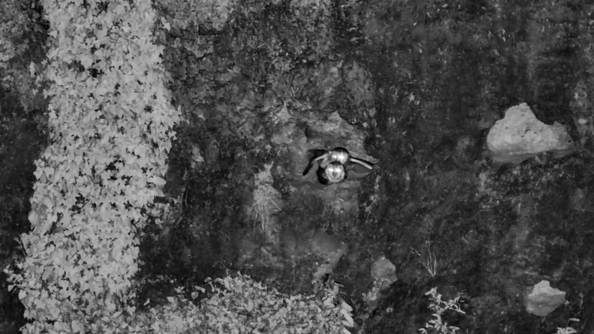 Nocturnal Romance: Barn Owls Together in the Dark