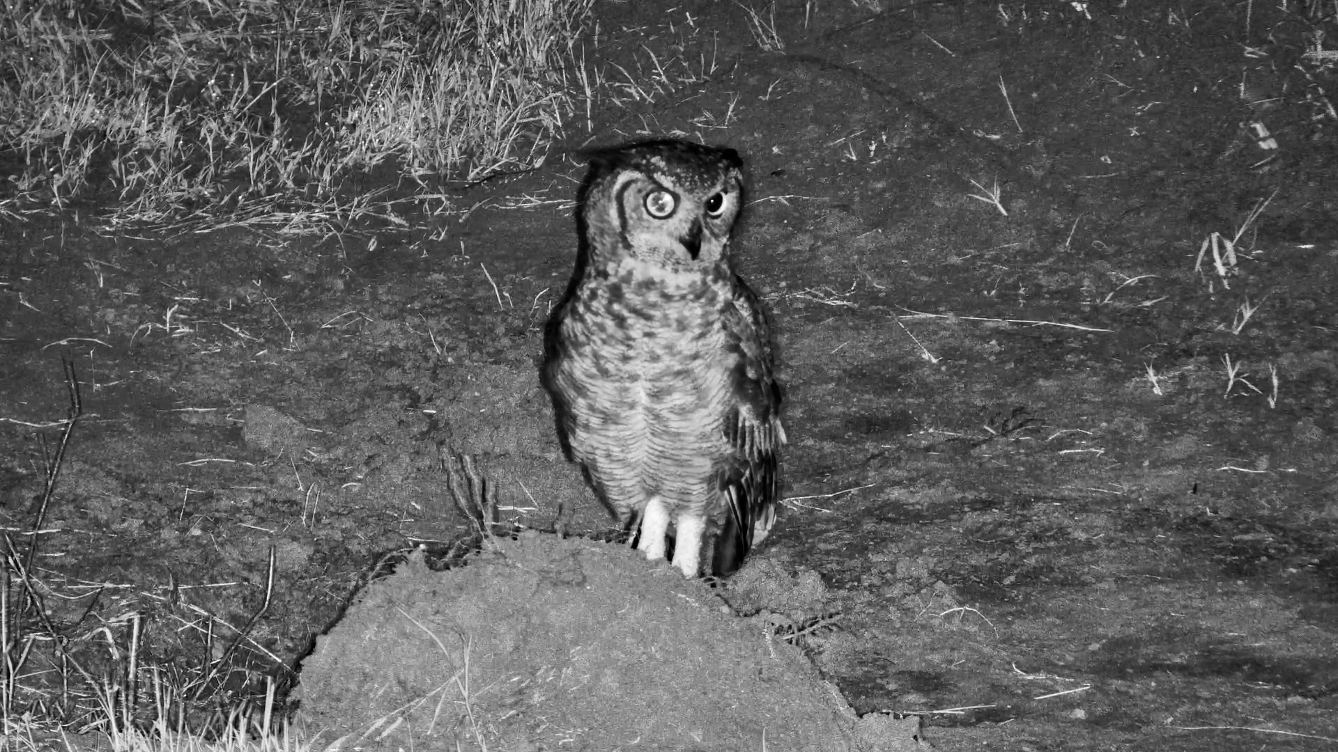 Spotted Eagle-Owl Scans the Night