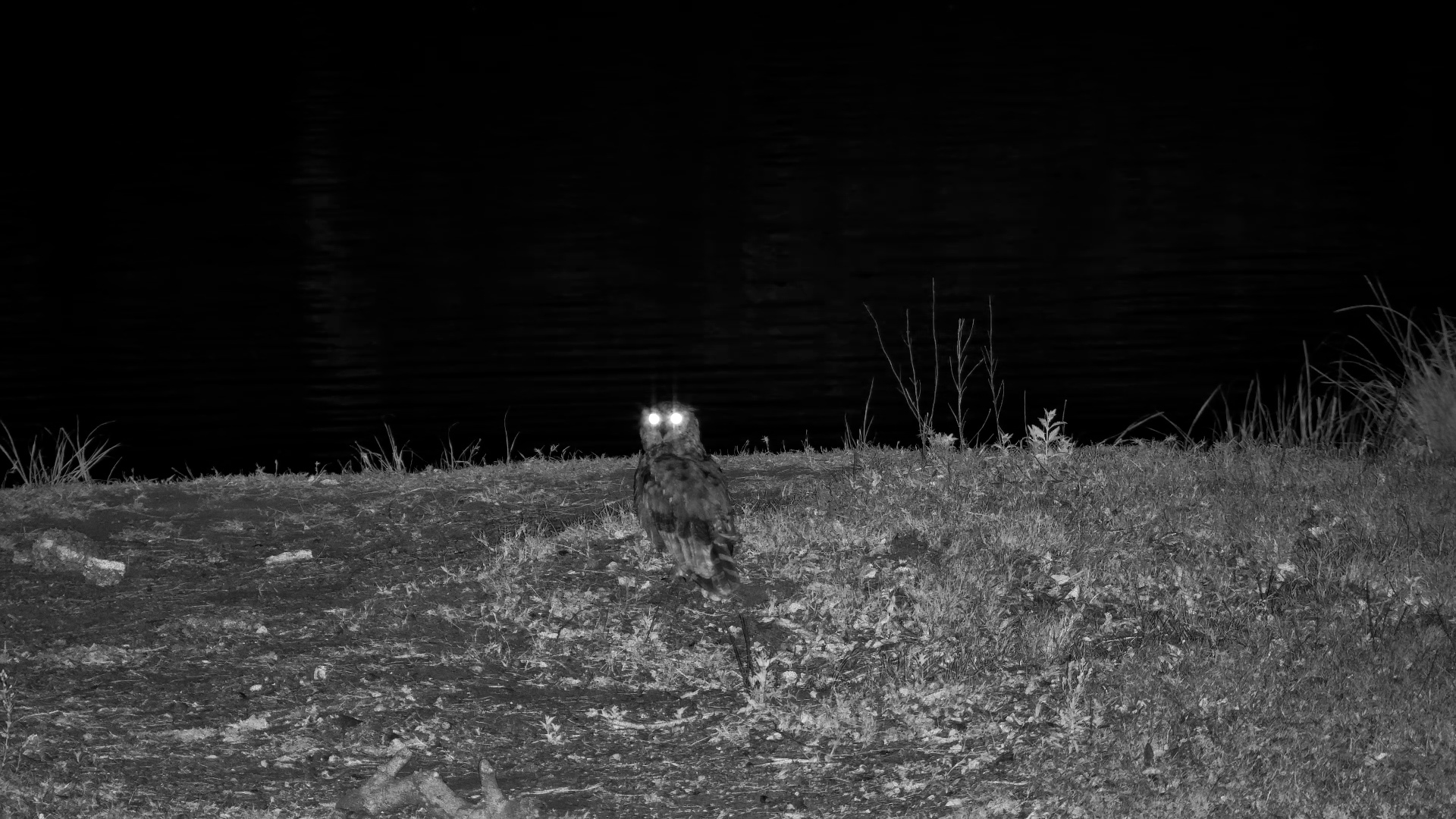 Spotted Eagle-Owl Checks Out Tembe Waterhole