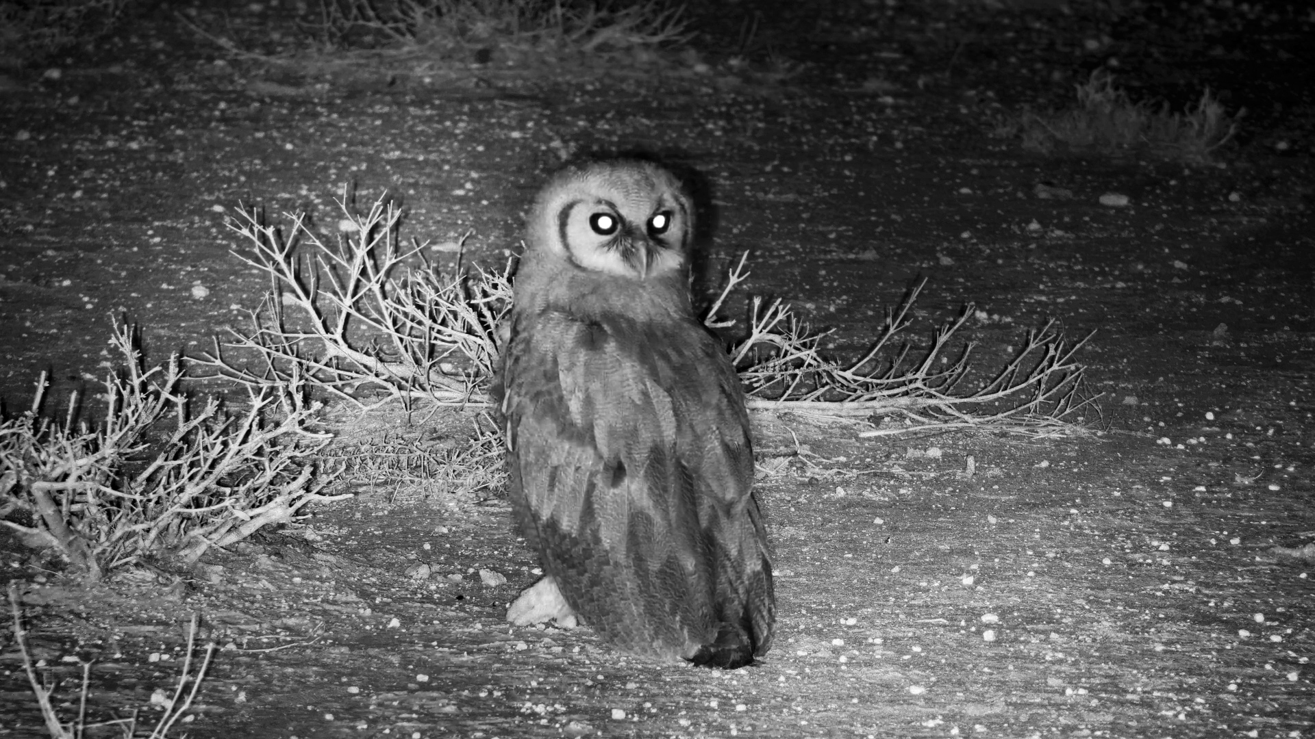 Night Watch: Owl on the Ground