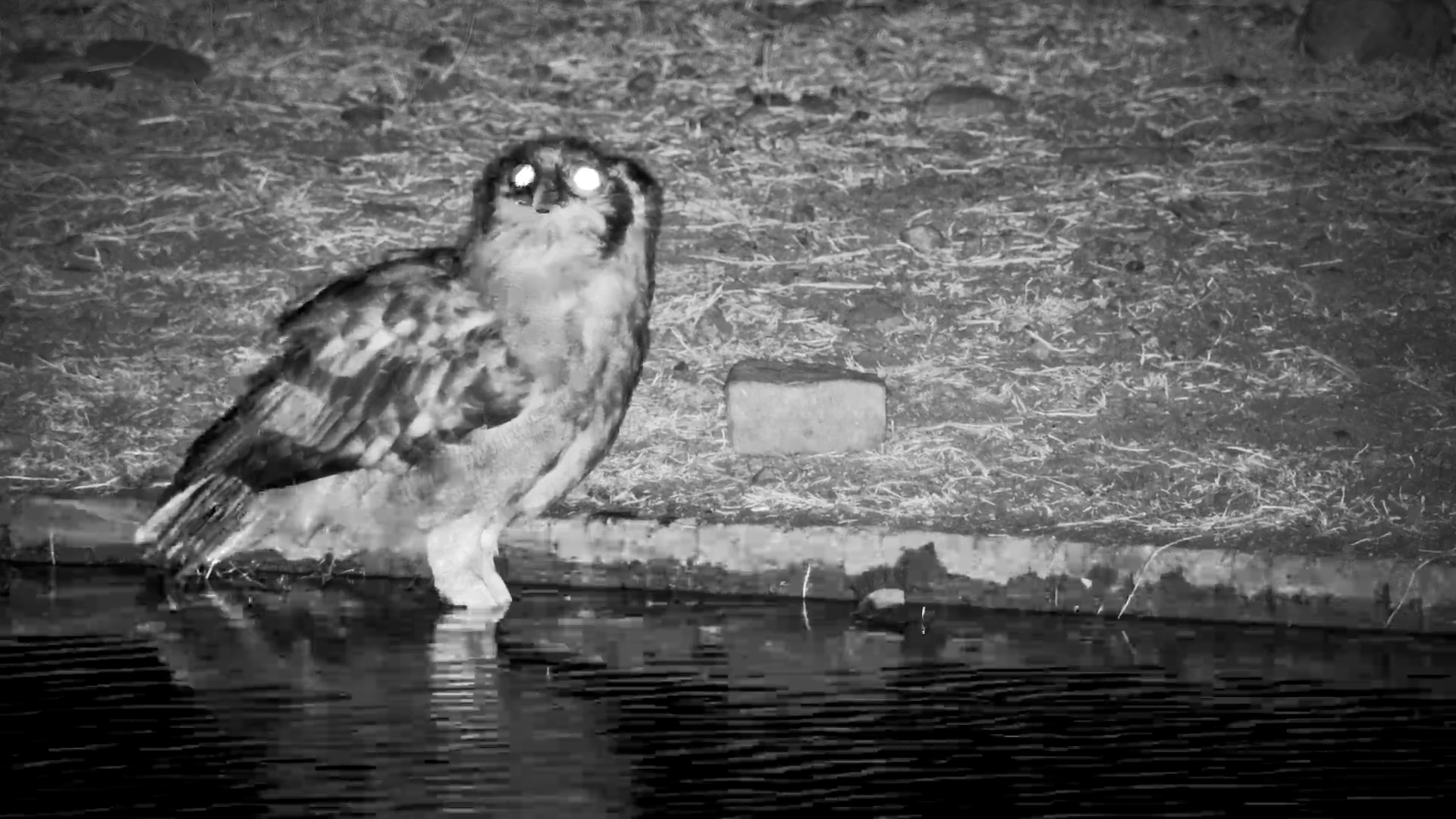 Verreaux’s Eagle-Owl Drinks at Serengeti Explorer