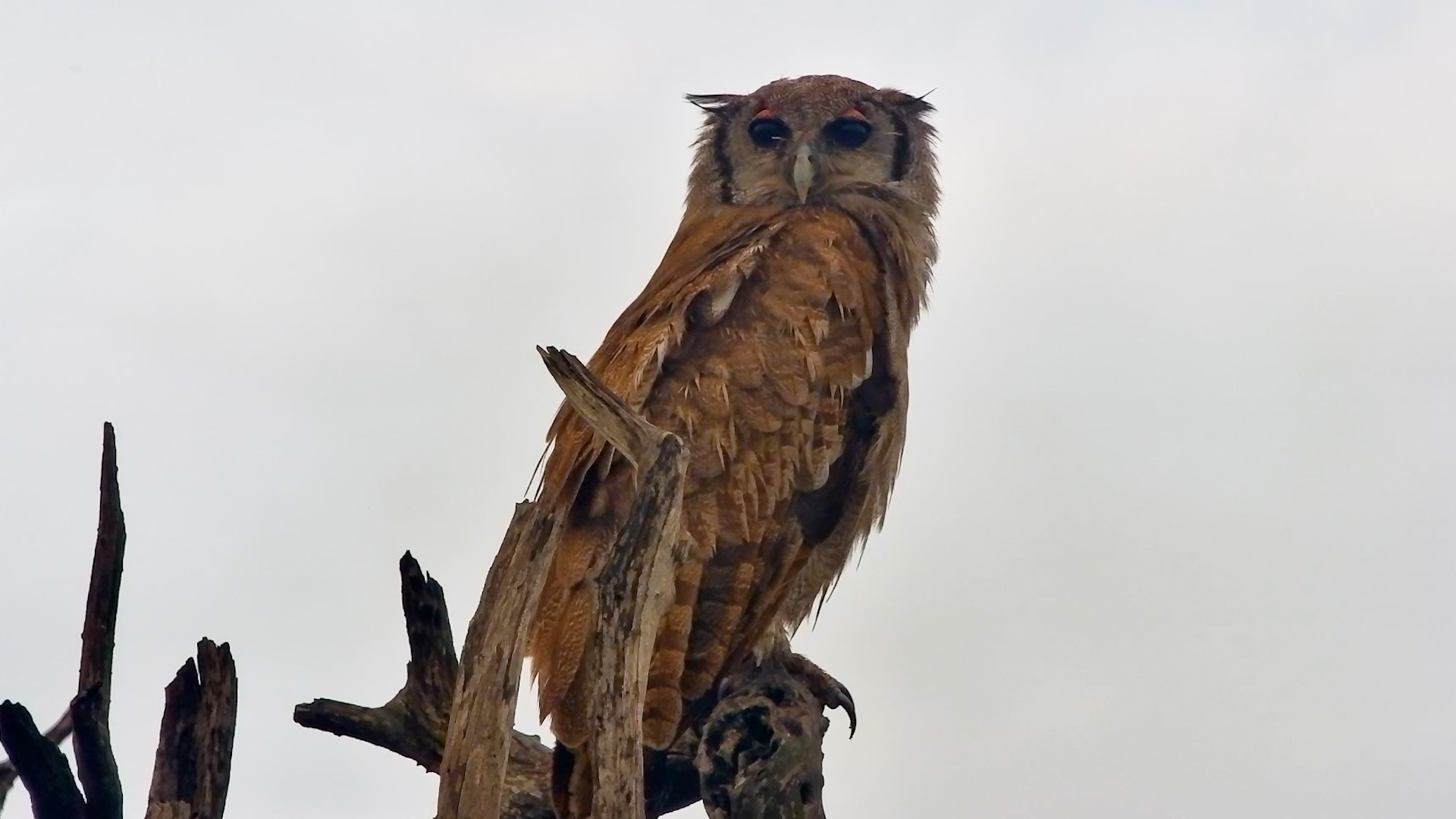 Not Asleep Yet… Owl Spotted at Sunrise