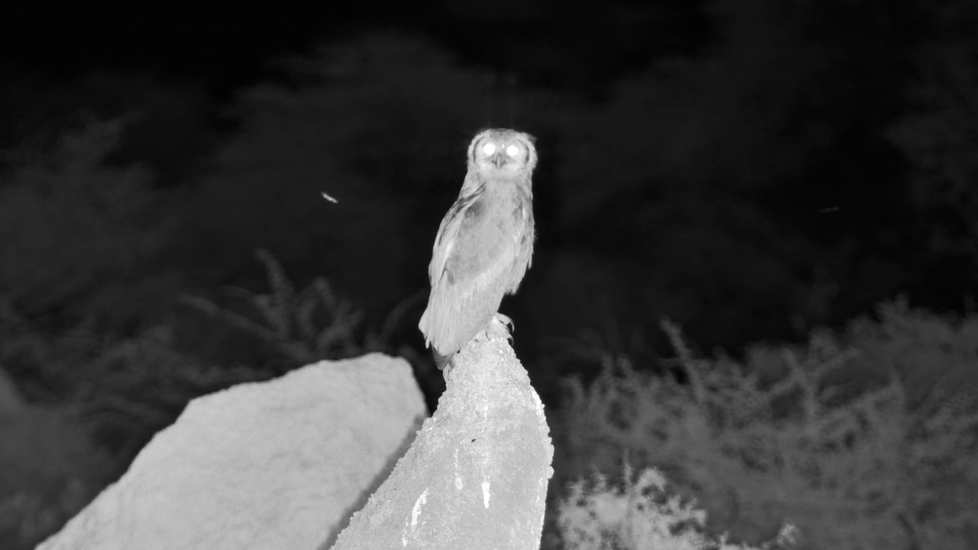 Silent Hunter of the Night