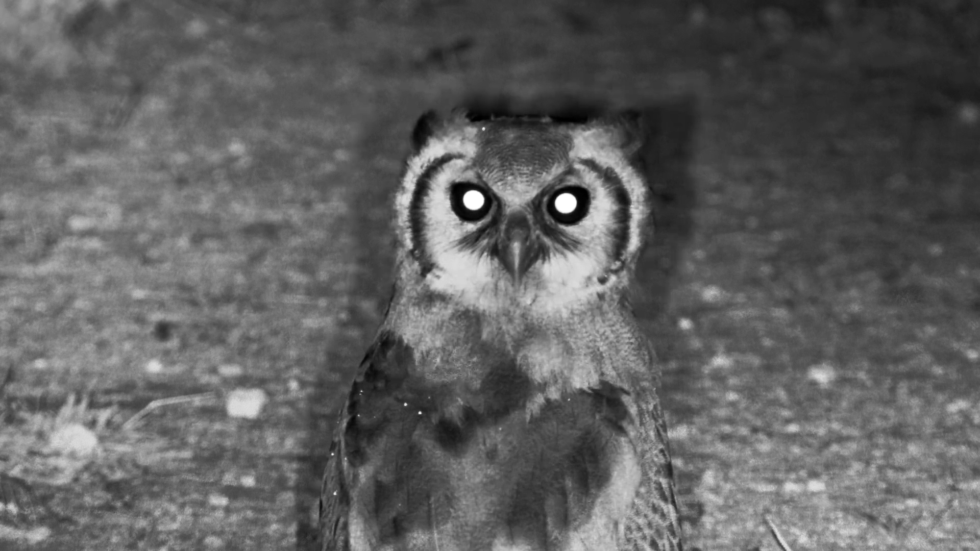 Up Close With a Verreaux’s Eagle-Owl at Onguma