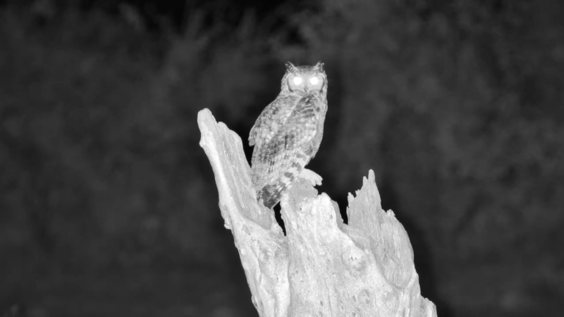 Spotted Eagle-Owl Perched After Dark