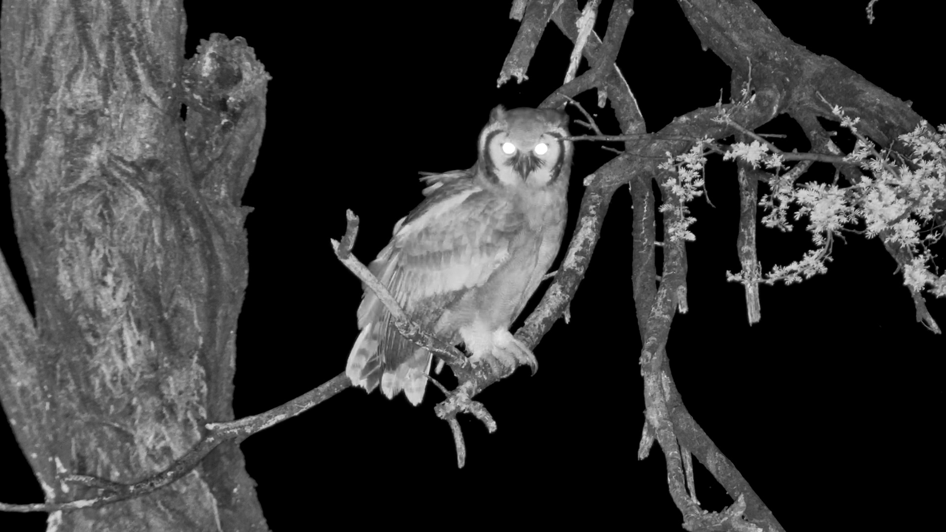 Verreaux’s Eagle Owl Preening in the Dark