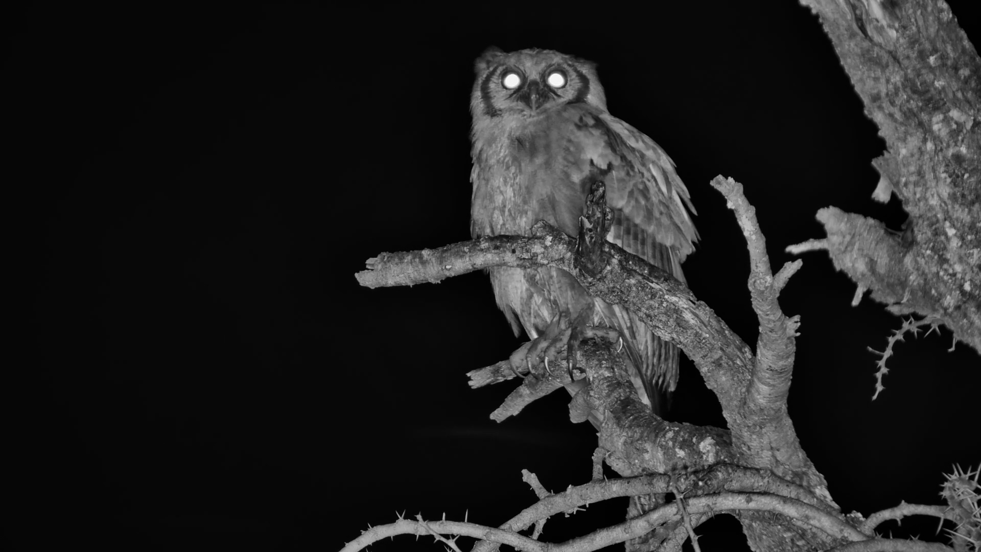 Perched in Silence: Stunning Verreaux’s Eagle Owl