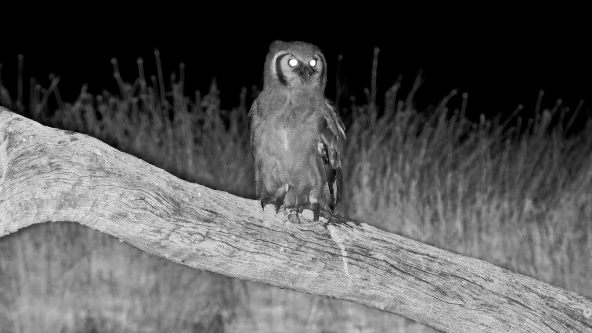 Africa's Giant Owl Appears After Dark
