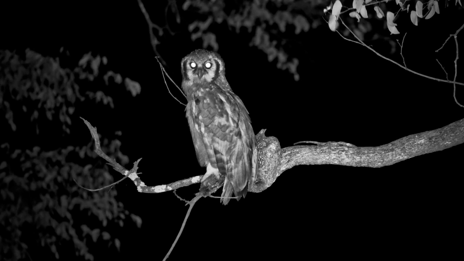 Verreaux’s Eagle-Owl Surveying the Darkness