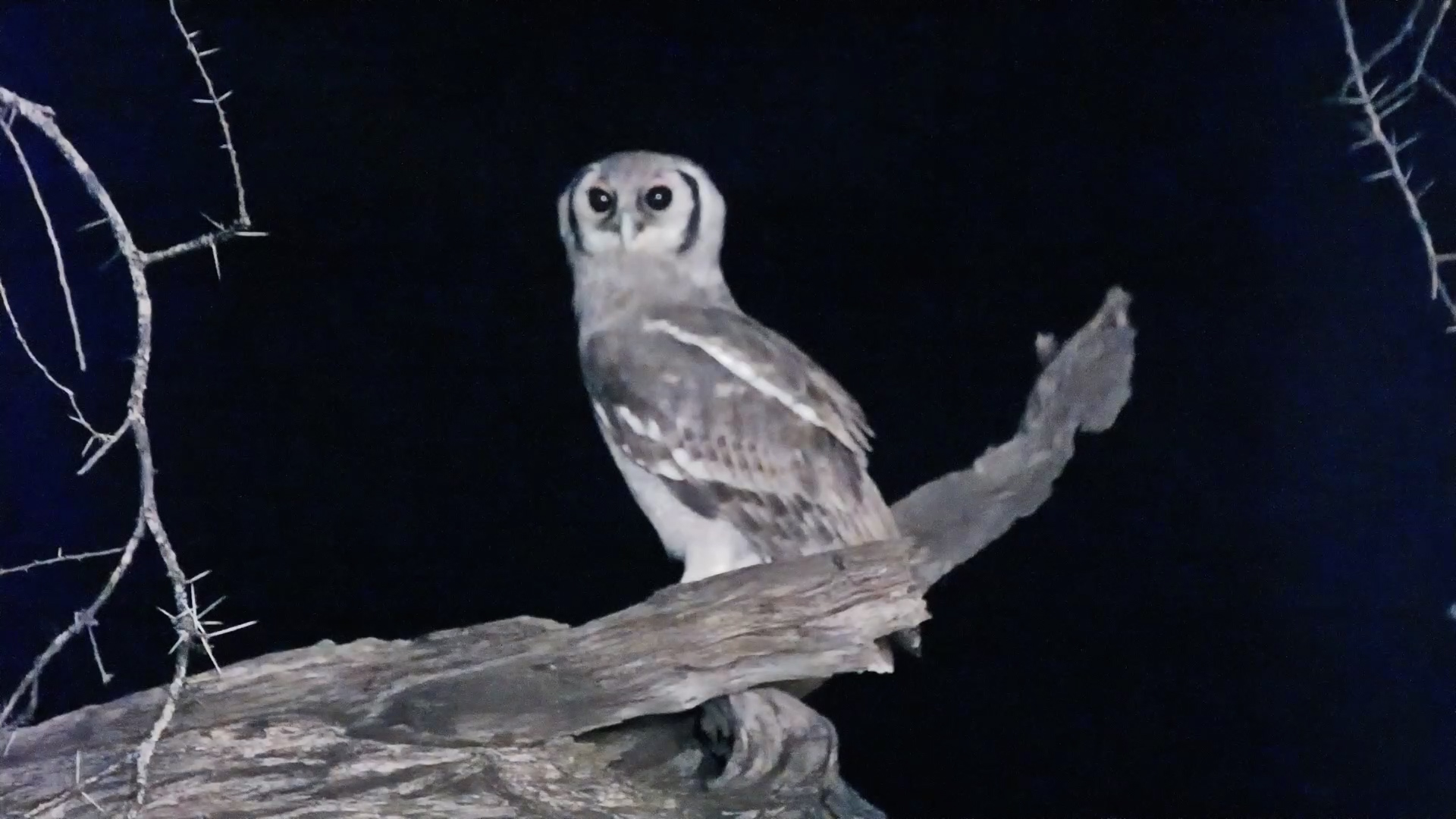 Eagle-Owl Surveys the Waterhole
