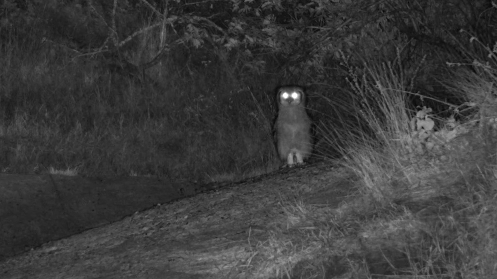A Silent Predator Standing in the Darkness