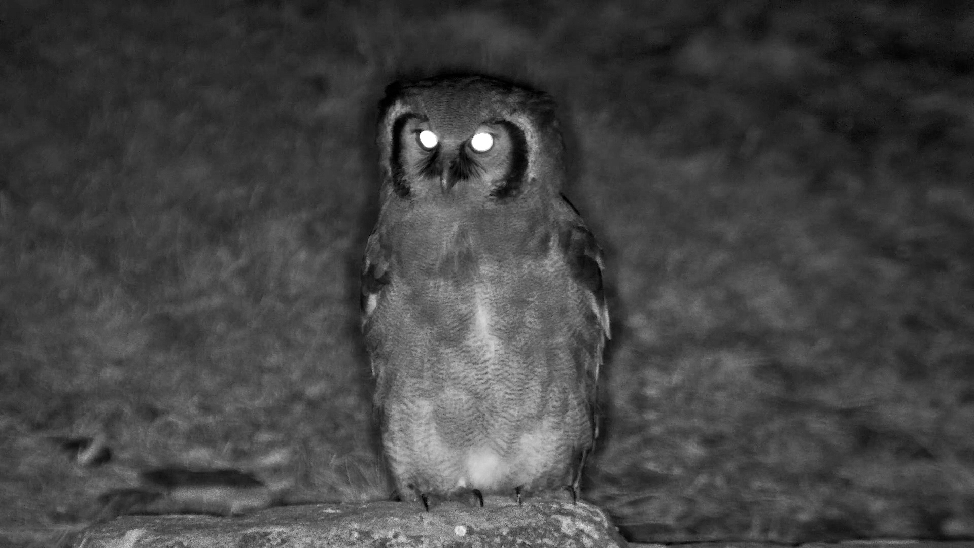 Giant Owl Watches the Night