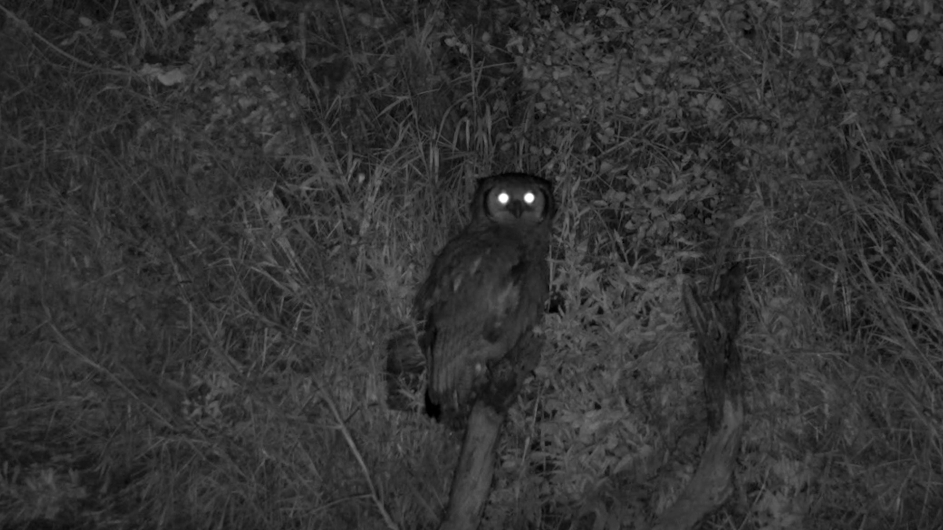A Night with the Verreaux's Eagle-Owl