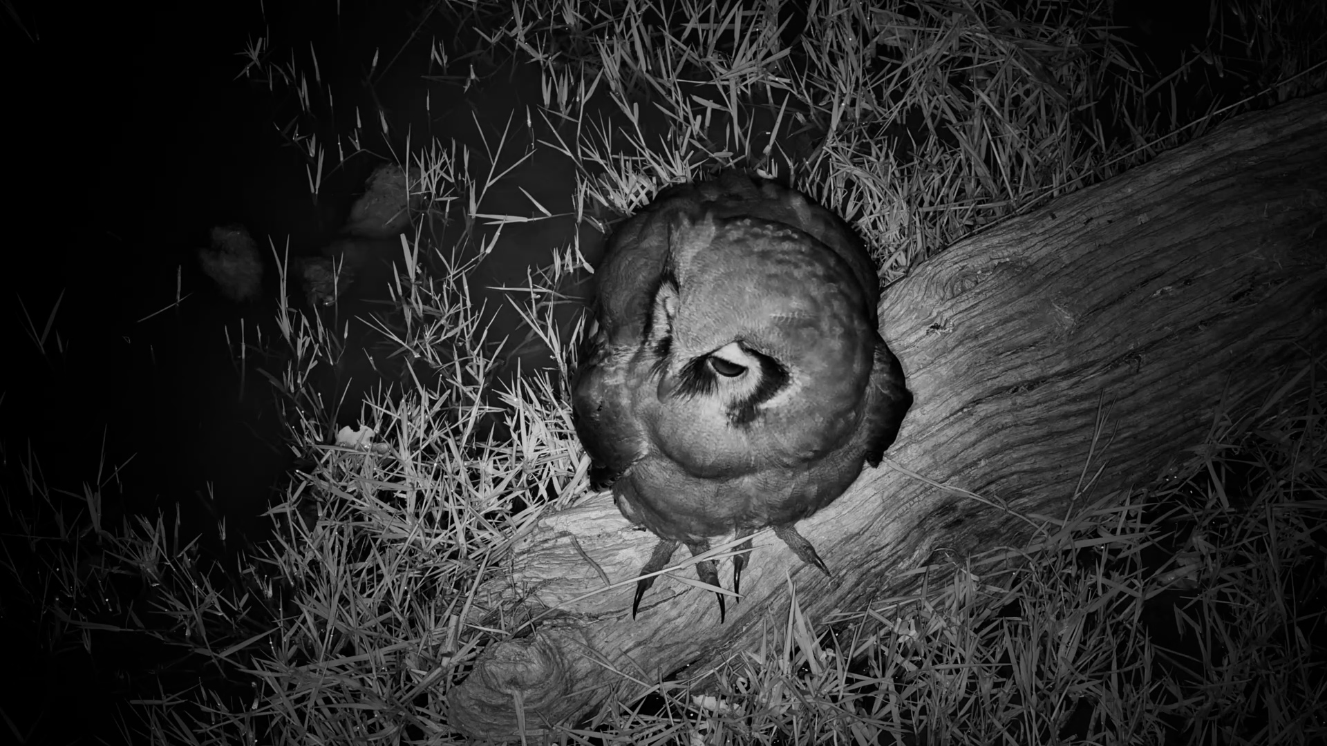 Verreaux's Eagle-Owl Gets Up Close!