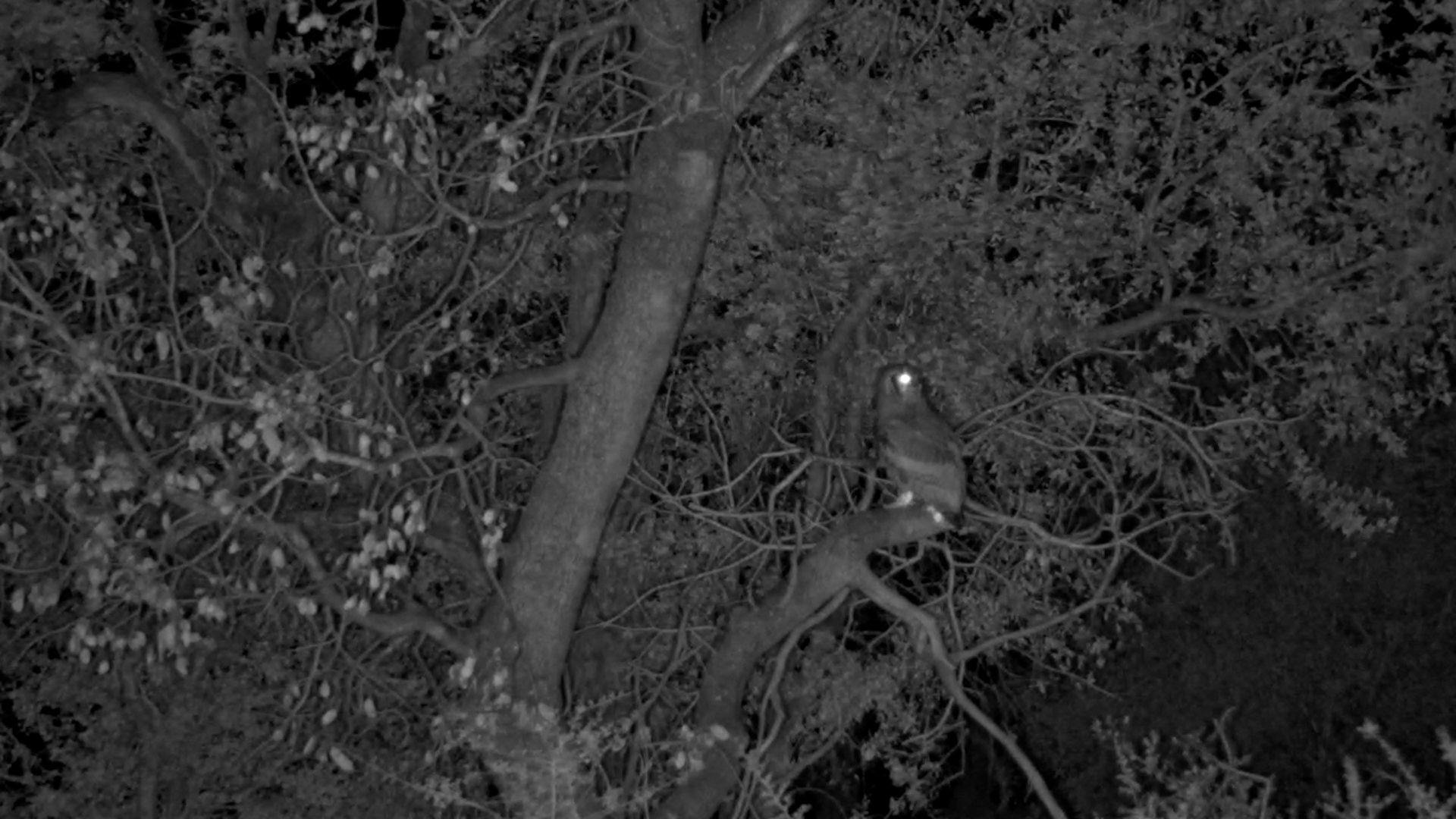 Owl Goes Into Full Surveillance Mode