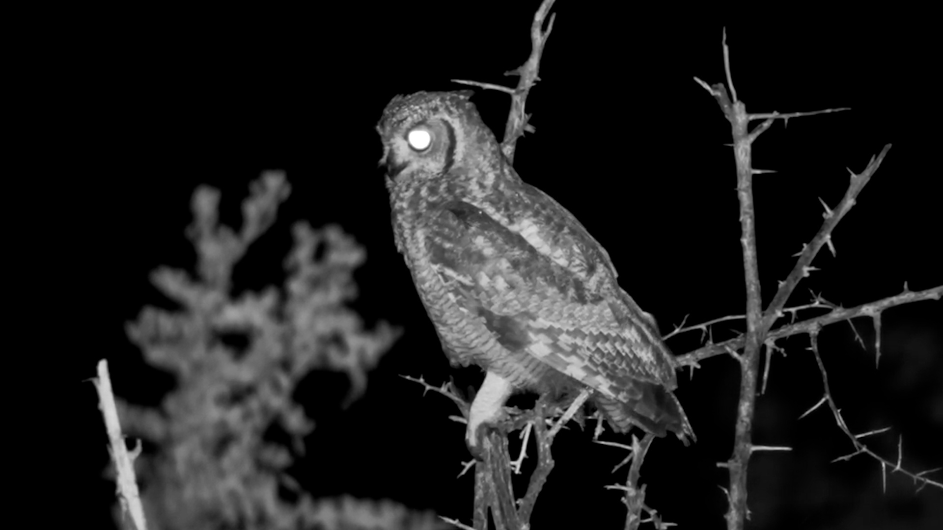 Spotted Eagle Owl Checks Its Surroundings