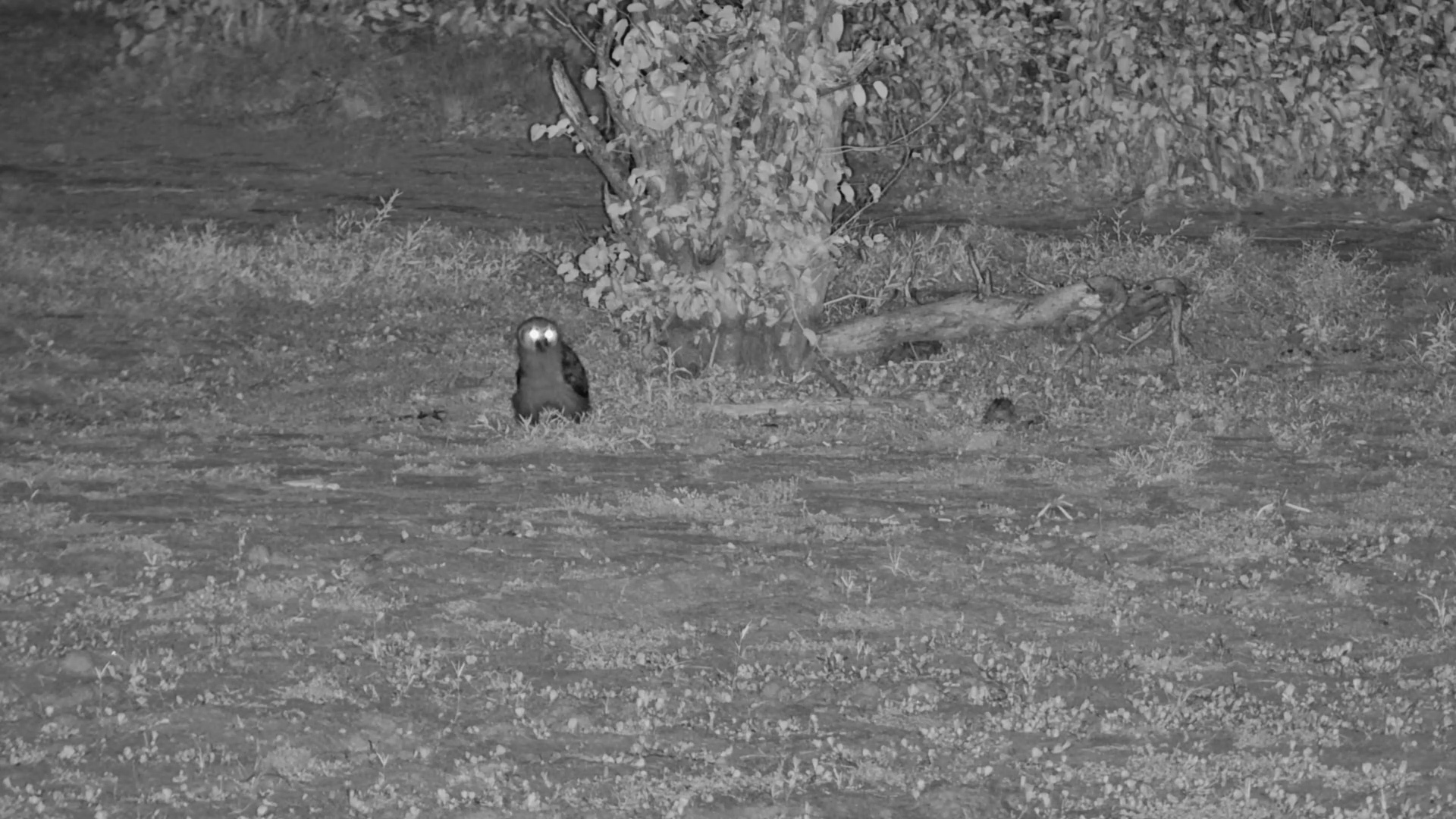 Young Verreaux’s Eagle Owl Investigates the Ground