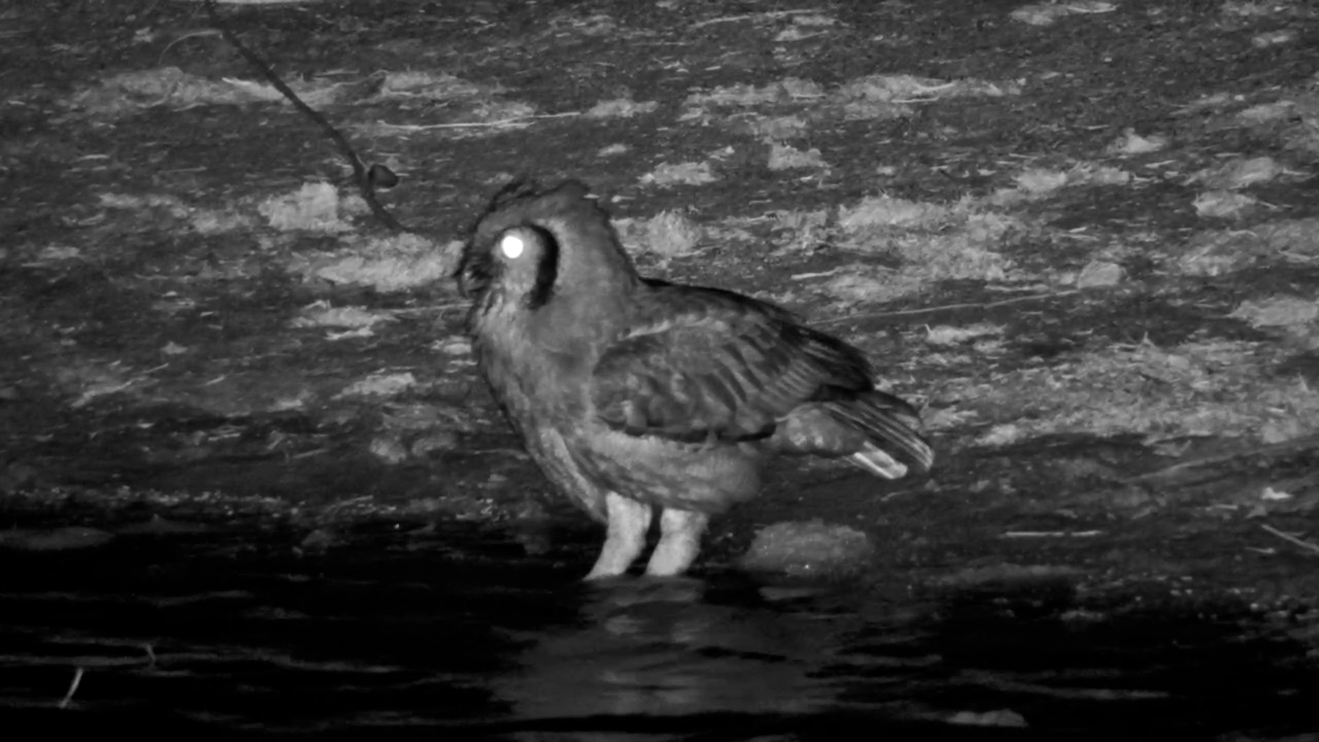 Verreaux’s Eagle-Owl Drinks Under the Night Sky