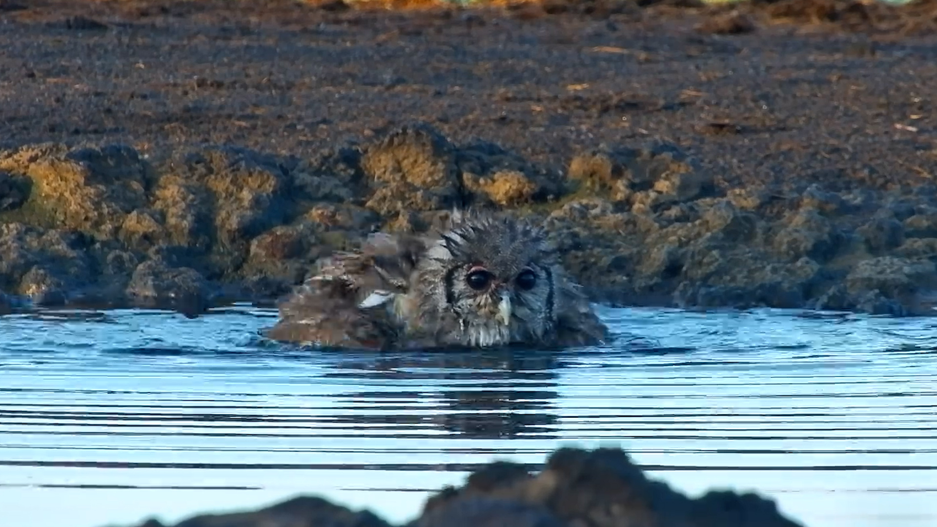 Eagle Owl Stops for a Bath