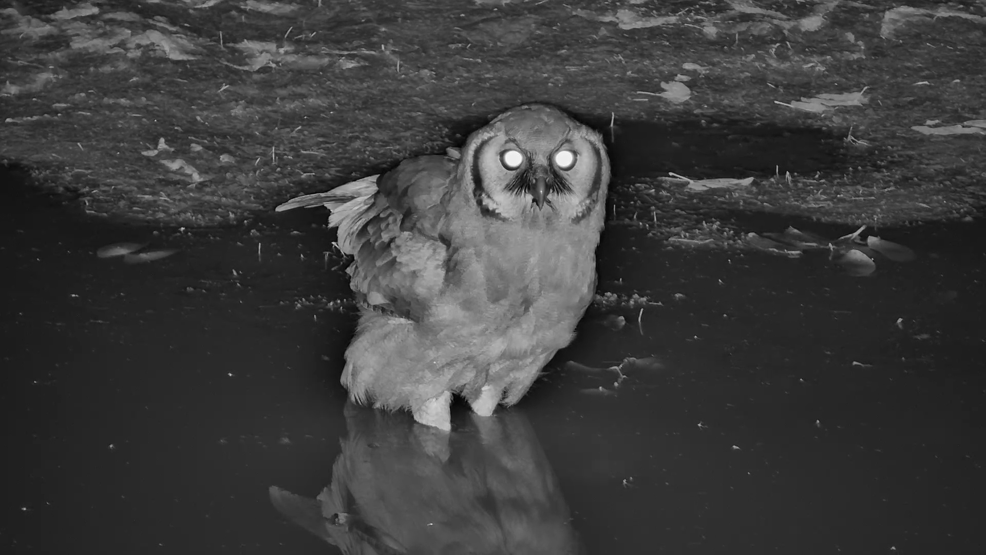 A Giant Owl Appears Out of the Darkness