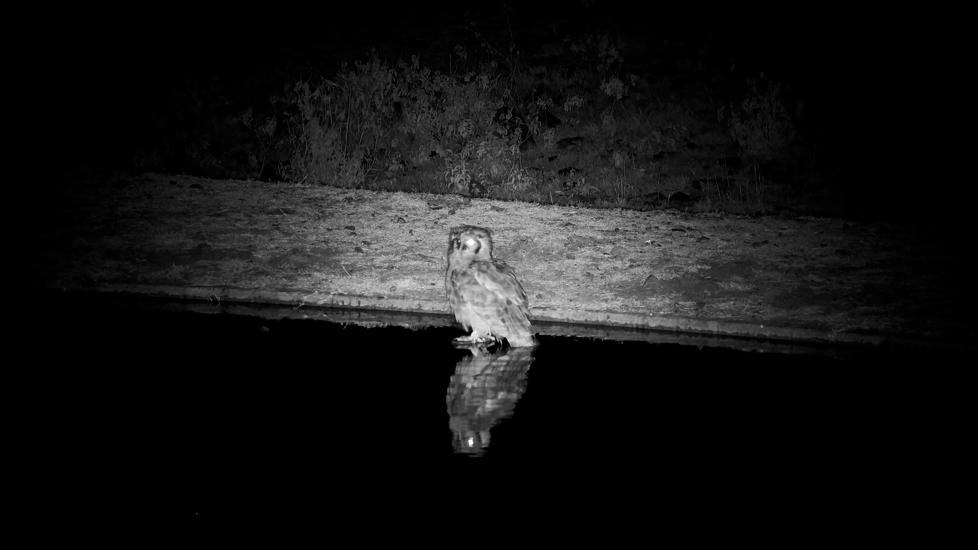 Verreaux’s Eagle-Owl Splashes in Serengeti Waterhole