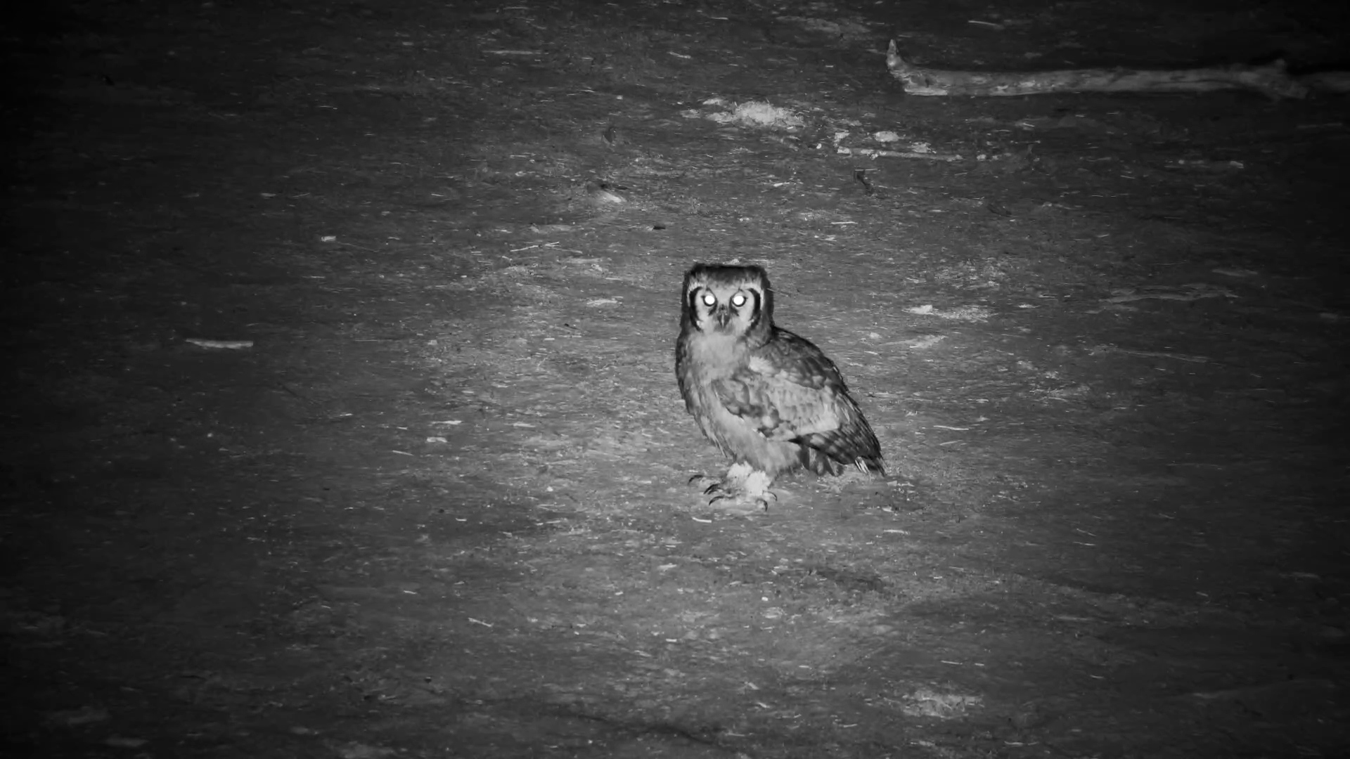 Verreaux’s Eagle-Owl Hunts for Snacks on the Ground
