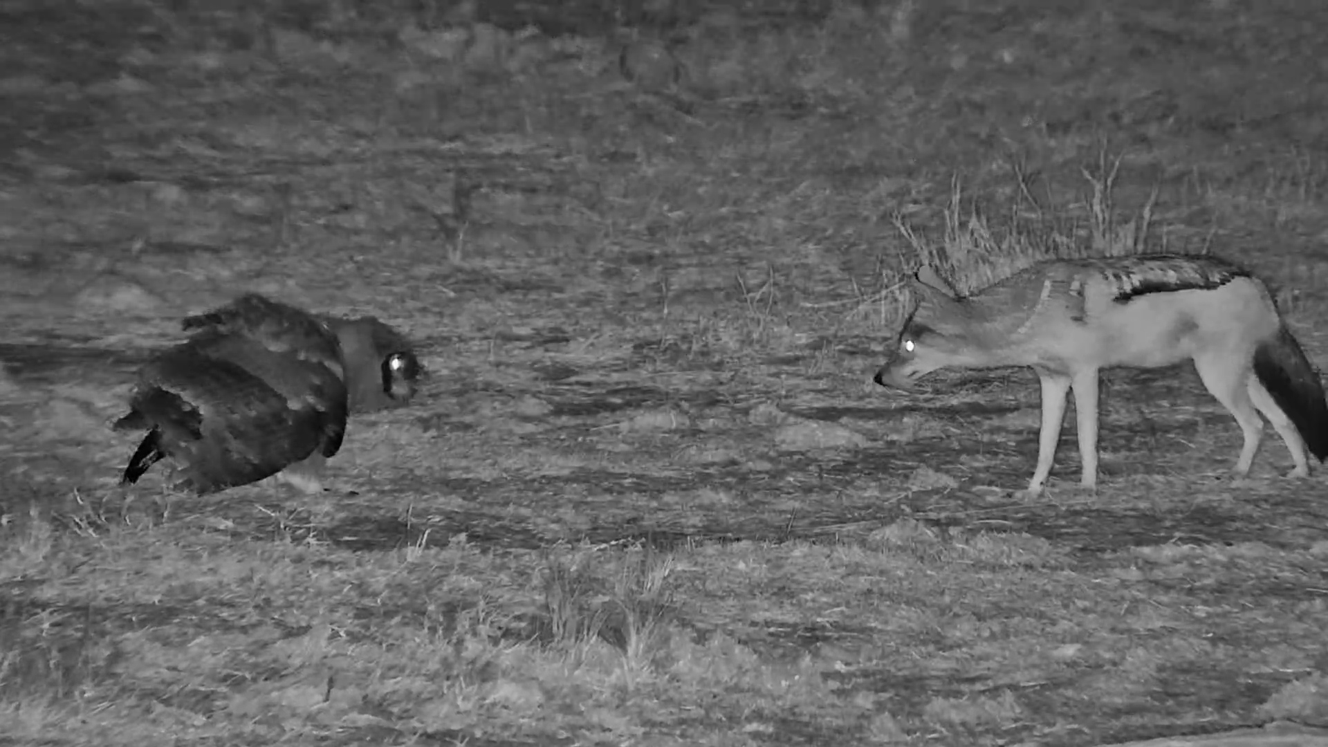 The Night's Strangest Standoff