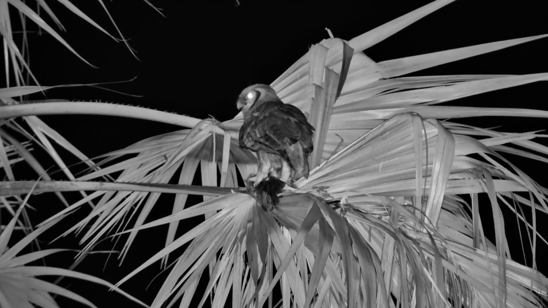 What Did the Owl Catch?