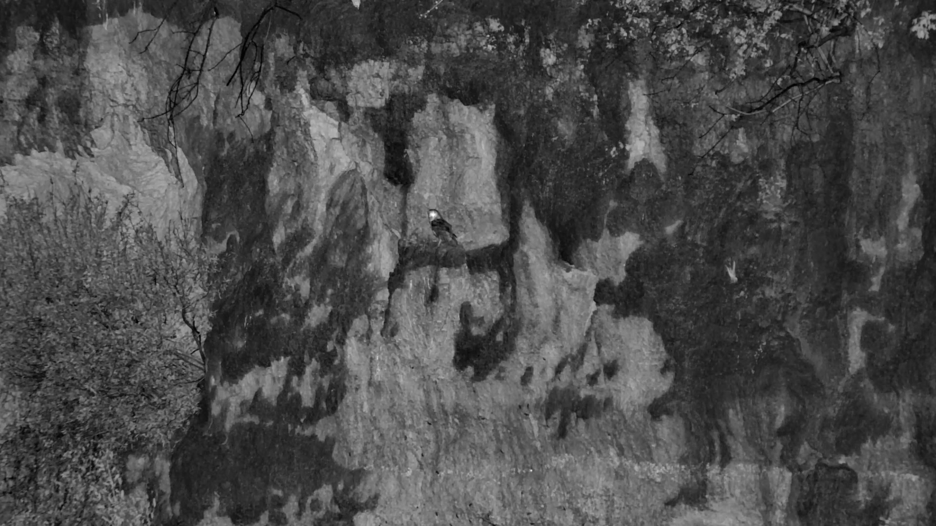 Barn Owl Surveys the Camelthorn Waterhole