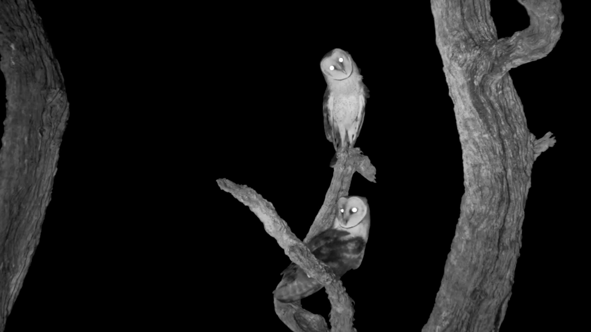 Pair of Barn Owls Perch on a Dead Tree After Dark