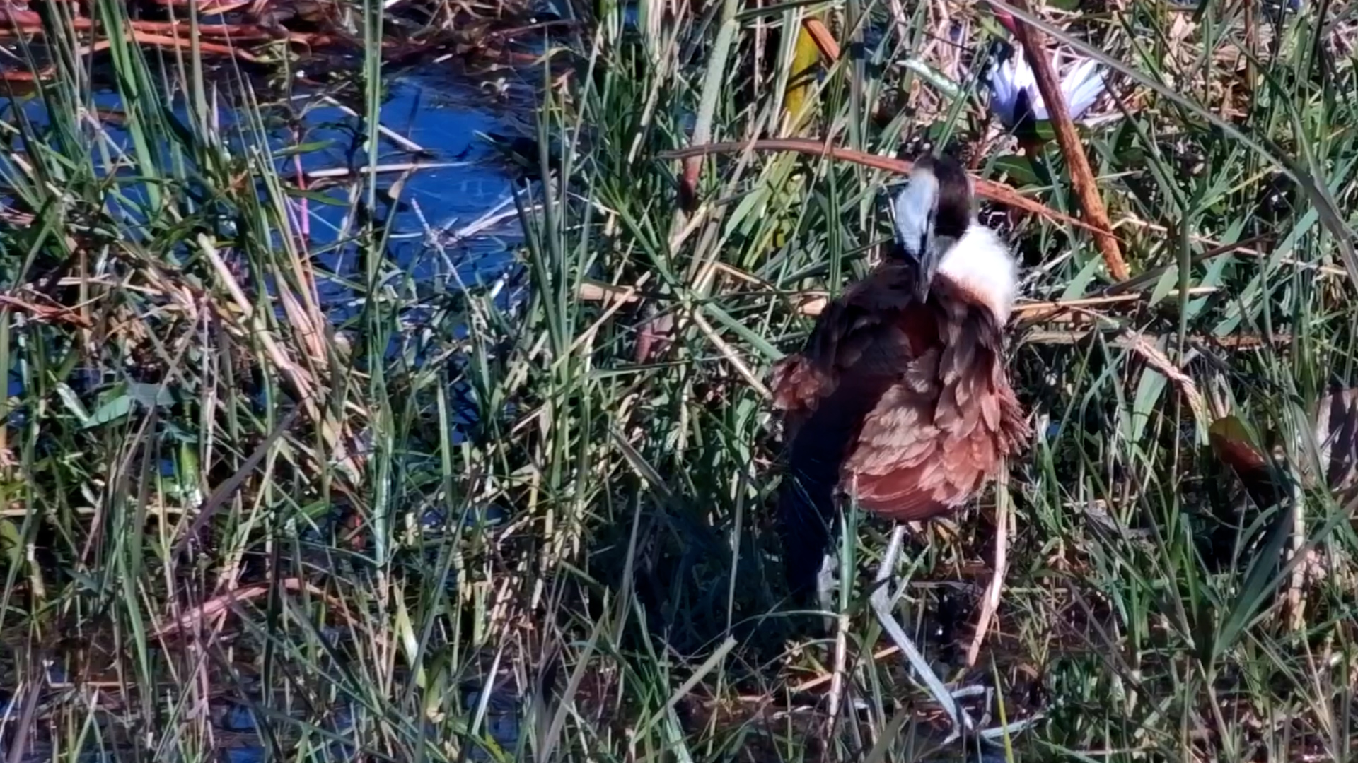 A Morning in the Life of a Jacana